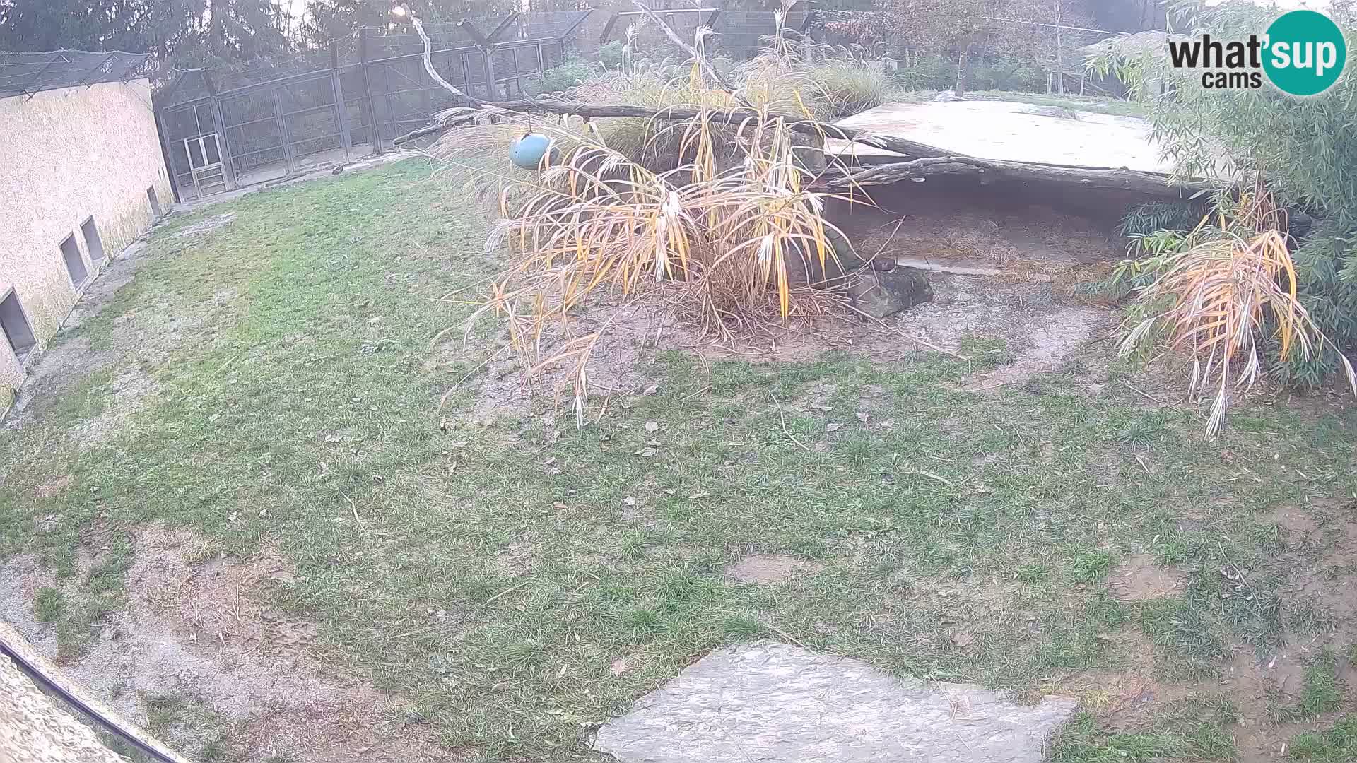 Lavovi web kamera uživo u ljubljanskom zoološkom vrtu – Slovenija