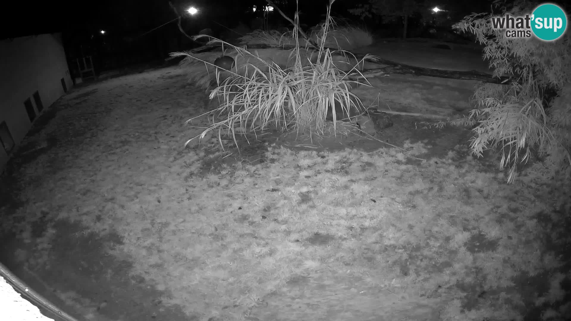 LEON Webcam en vivo en Ljubljana Zoo – Eslovenia