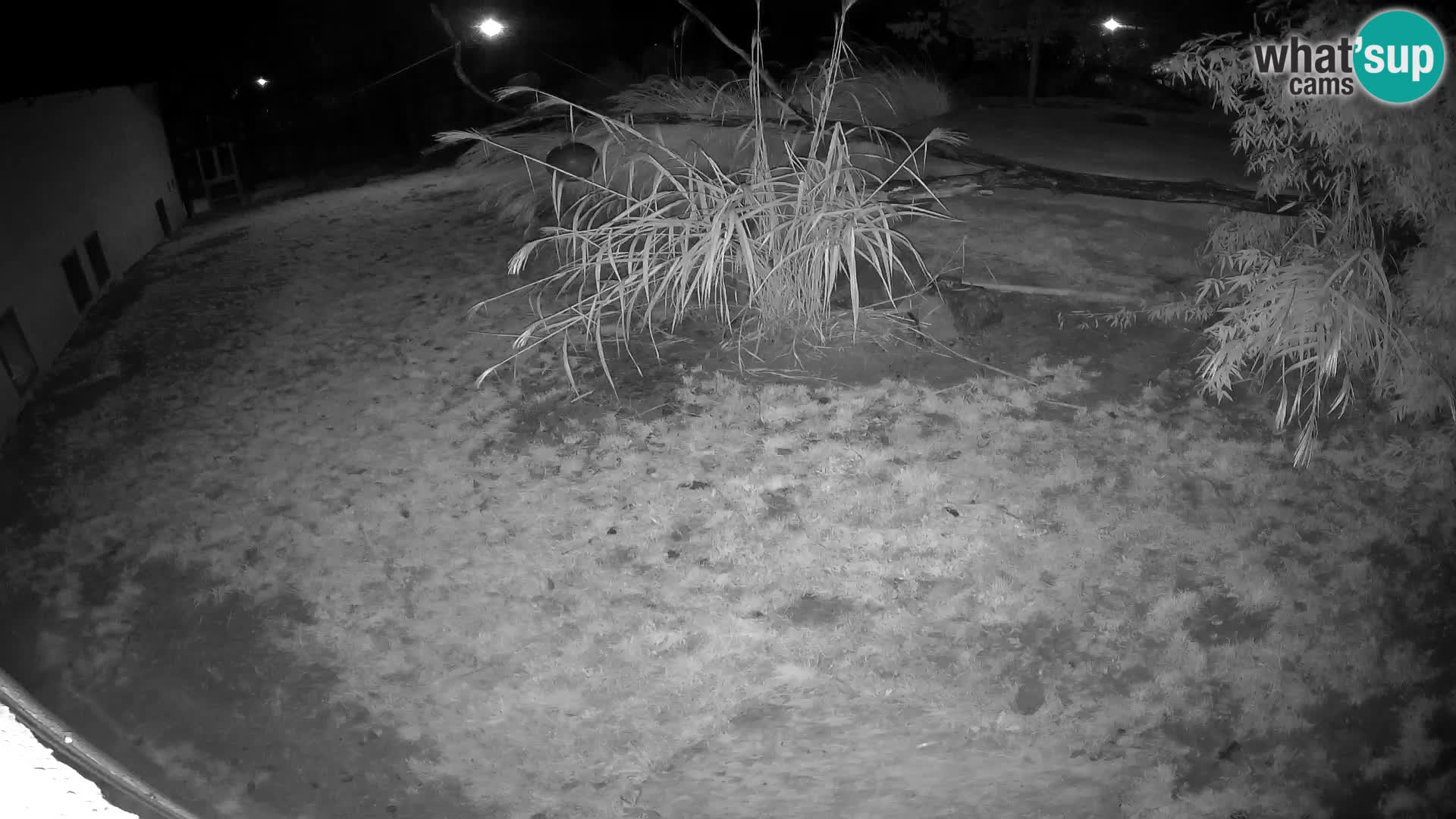 LION live Webcam in Ljubljana Zoo – Slovenia