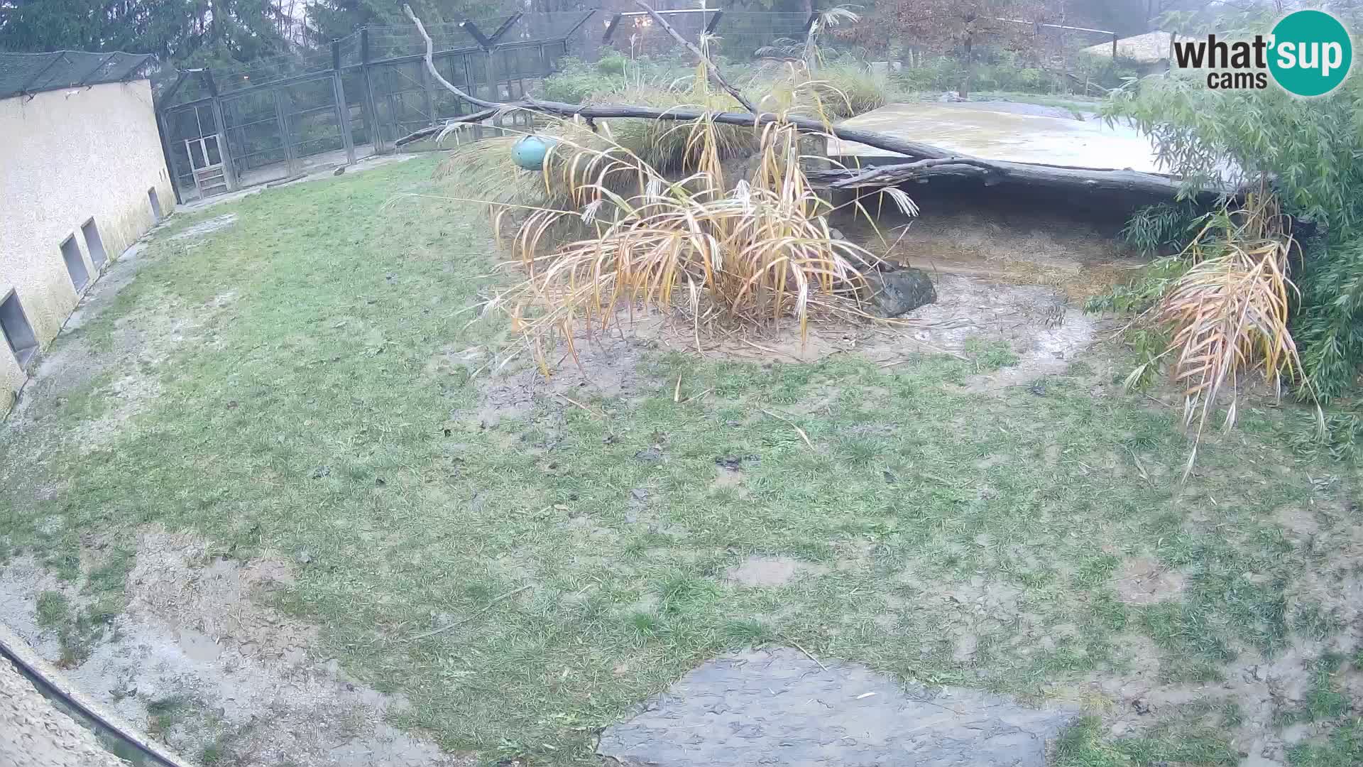 LEONE live Webcam nello zoo di Lubiana – Slovenia