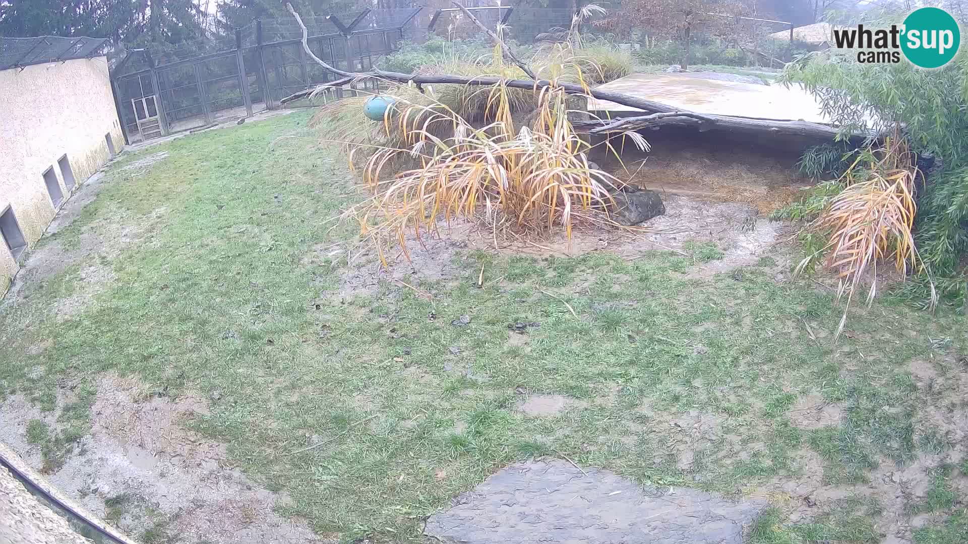 LION live Webcam in Ljubljana Zoo – Slovenia