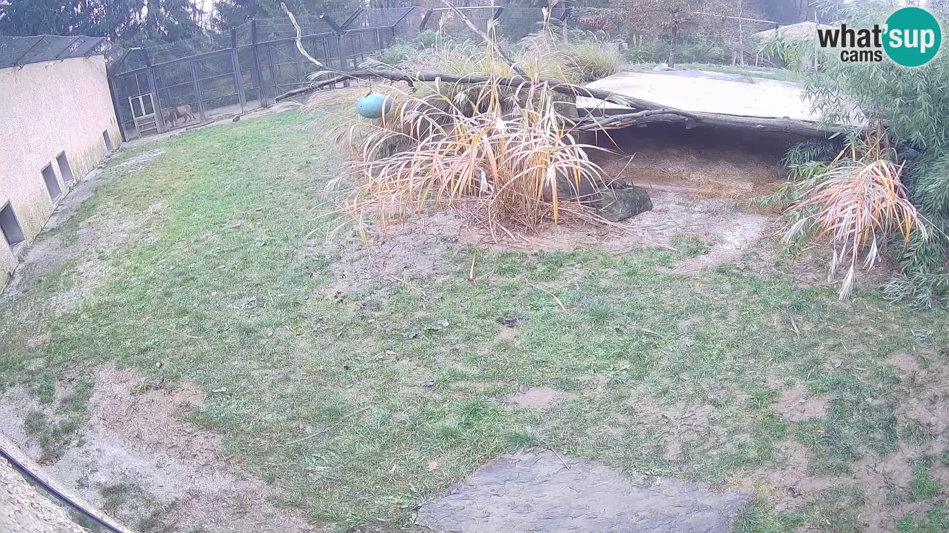 Lavovi web kamera uživo u ljubljanskom zoološkom vrtu – Slovenija