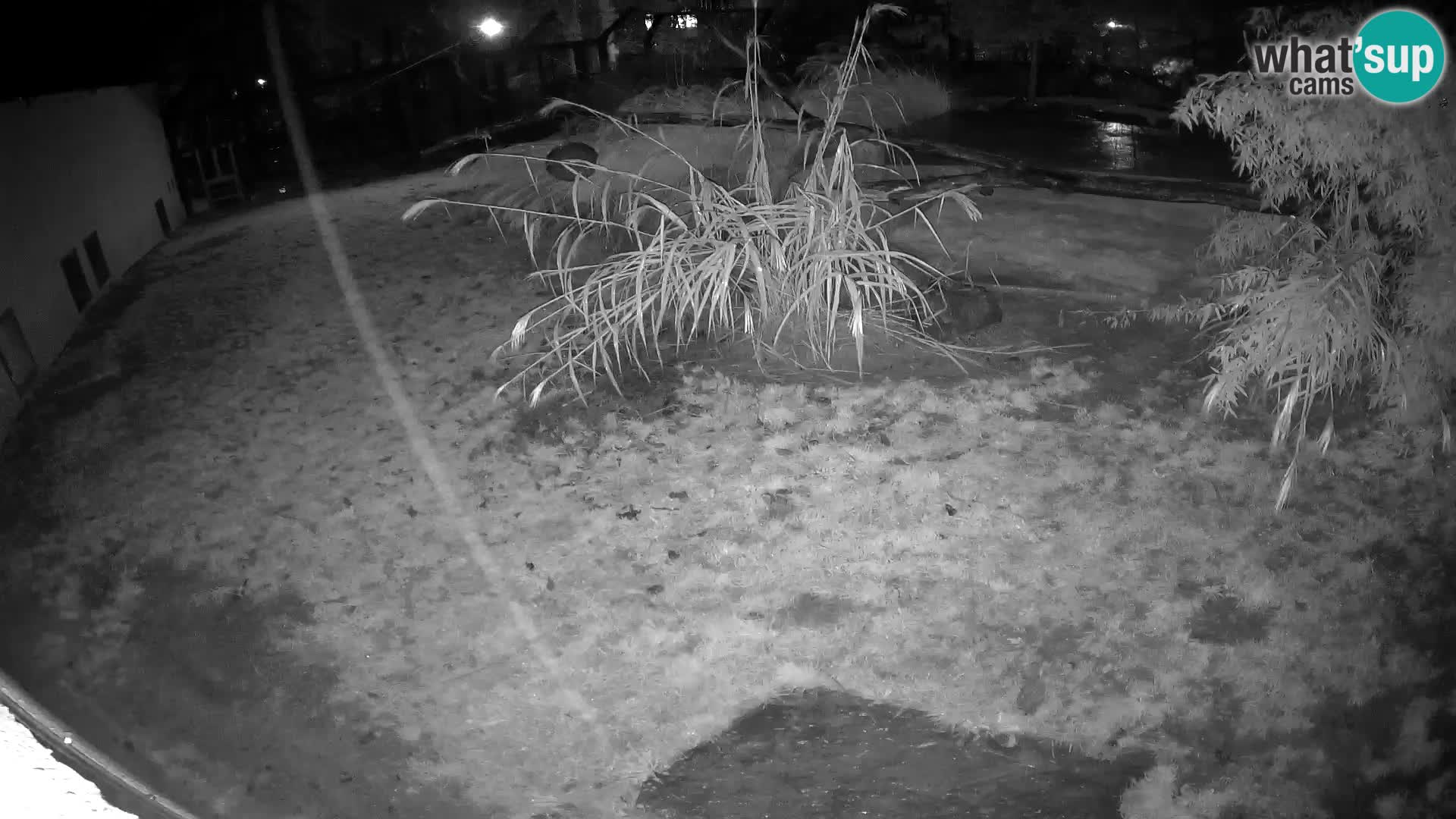 LION live Webcam in Ljubljana Zoo – Slovenia