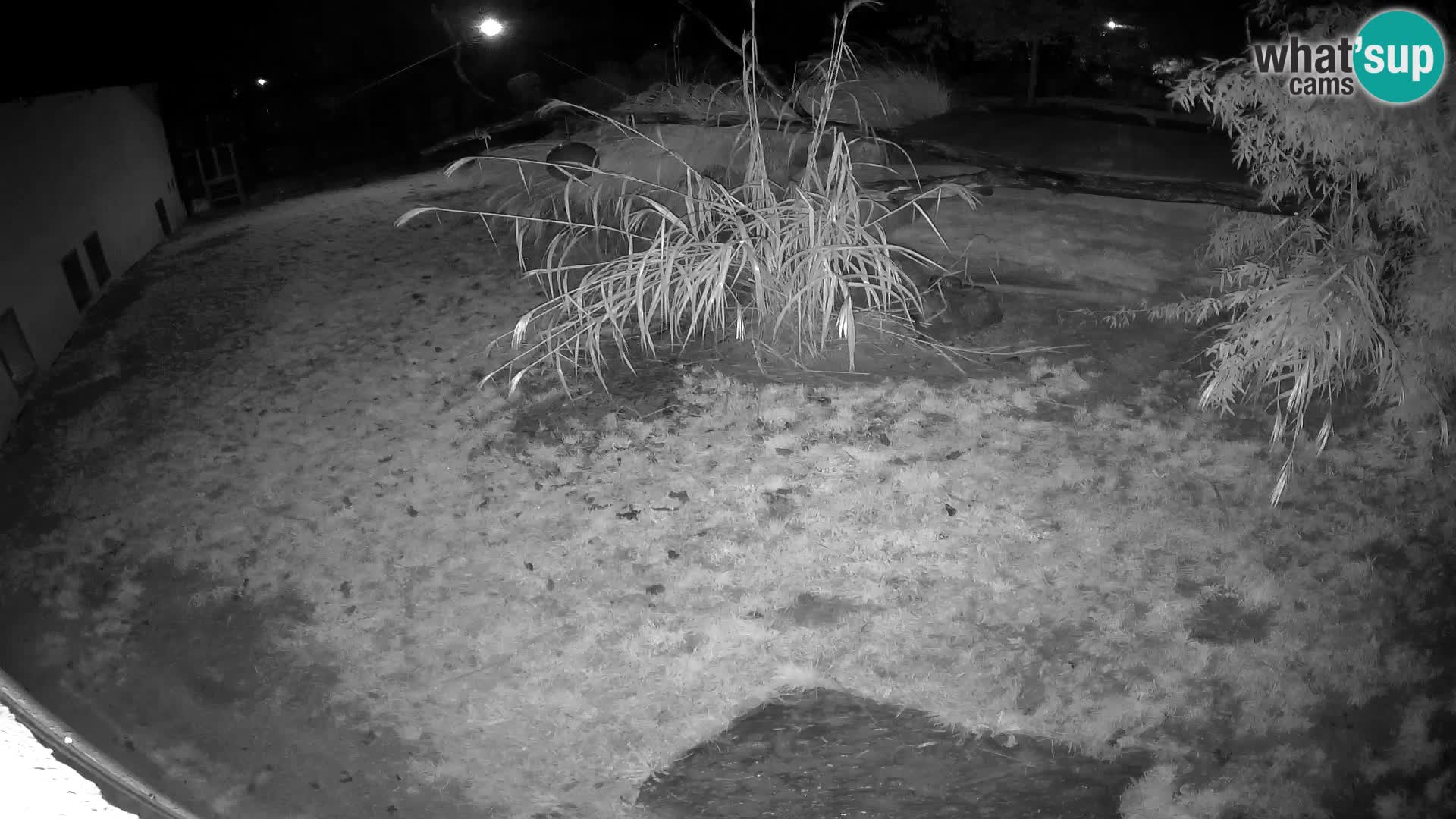 LION live Webcam in Ljubljana Zoo – Slovenia