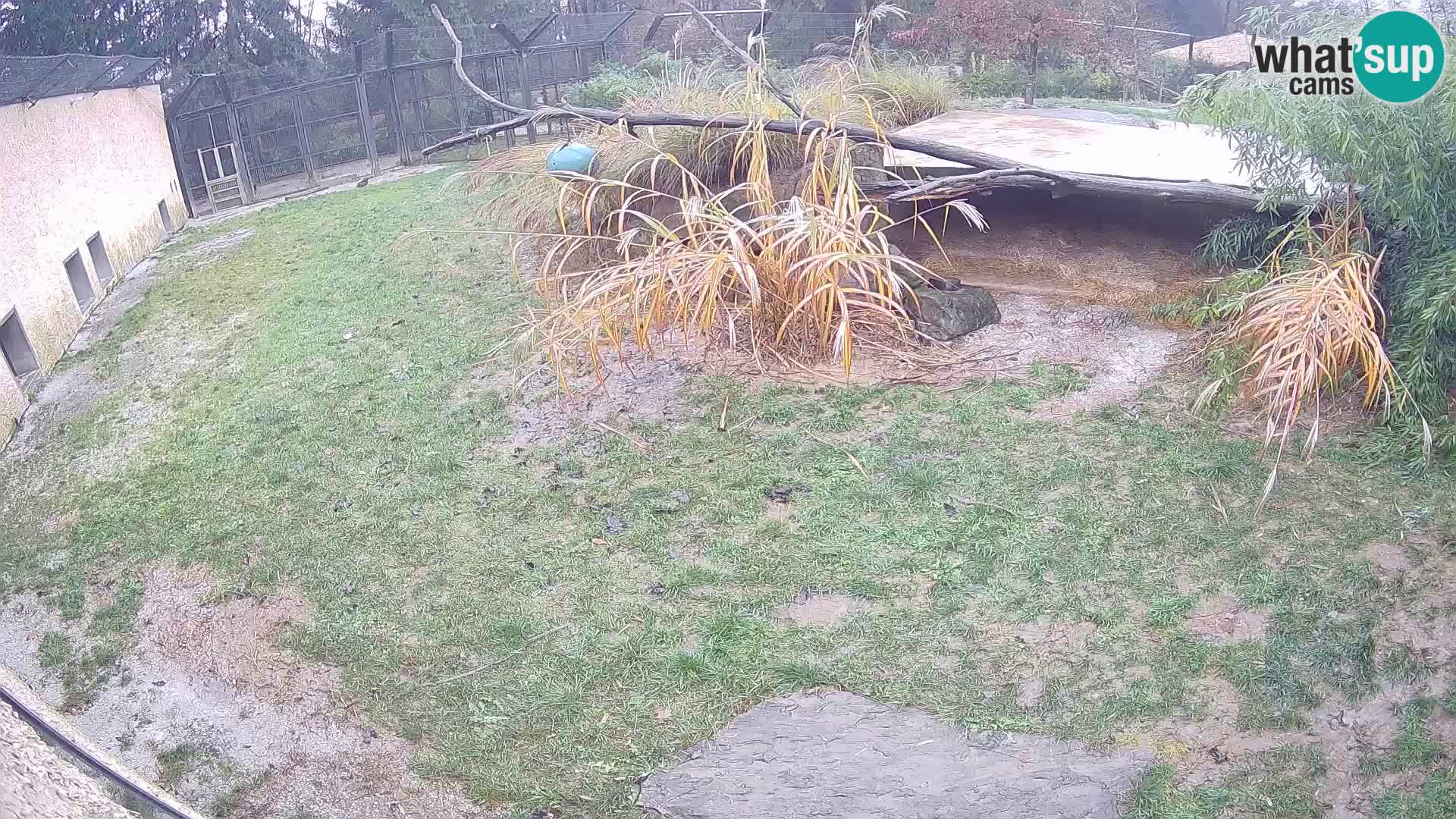 LEON Webcam en vivo en Ljubljana Zoo – Eslovenia