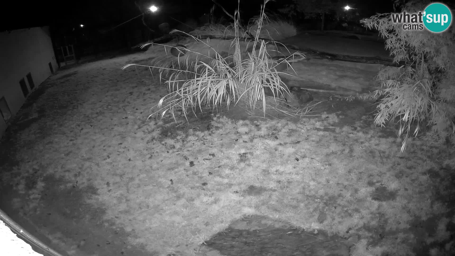 LEON Webcam en vivo en Ljubljana Zoo – Eslovenia