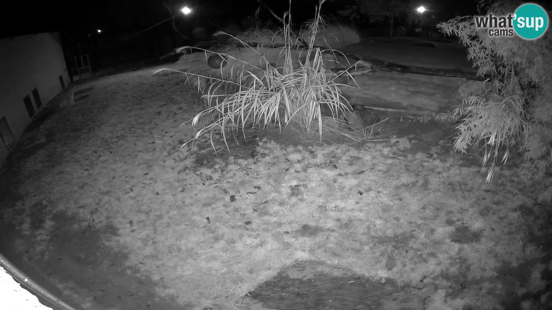 Lavovi web kamera uživo u ljubljanskom zoološkom vrtu – Slovenija