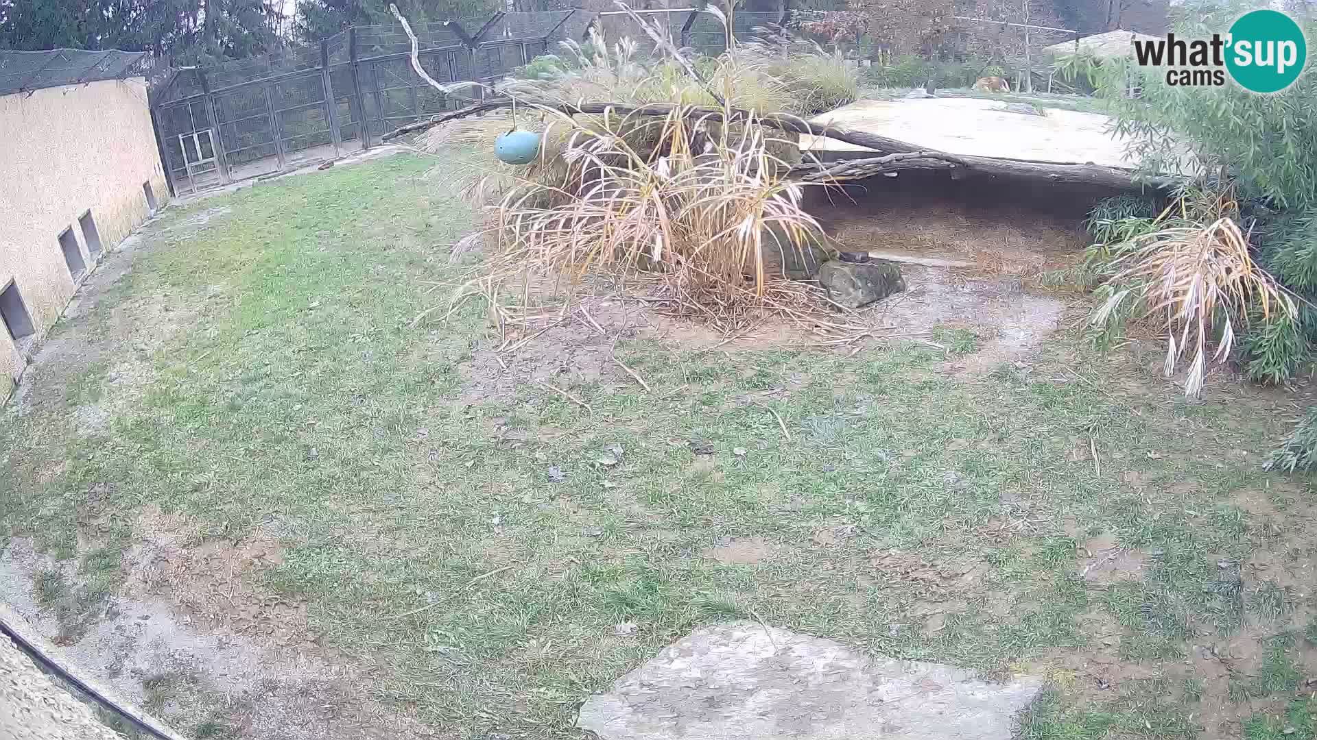Lavovi web kamera uživo u ljubljanskom zoološkom vrtu – Slovenija