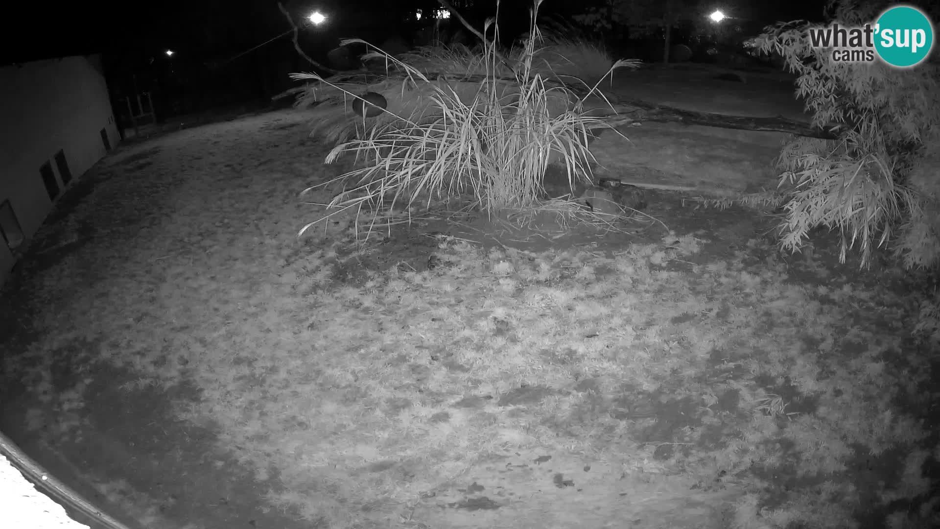 LEONE live Webcam nello zoo di Lubiana – Slovenia