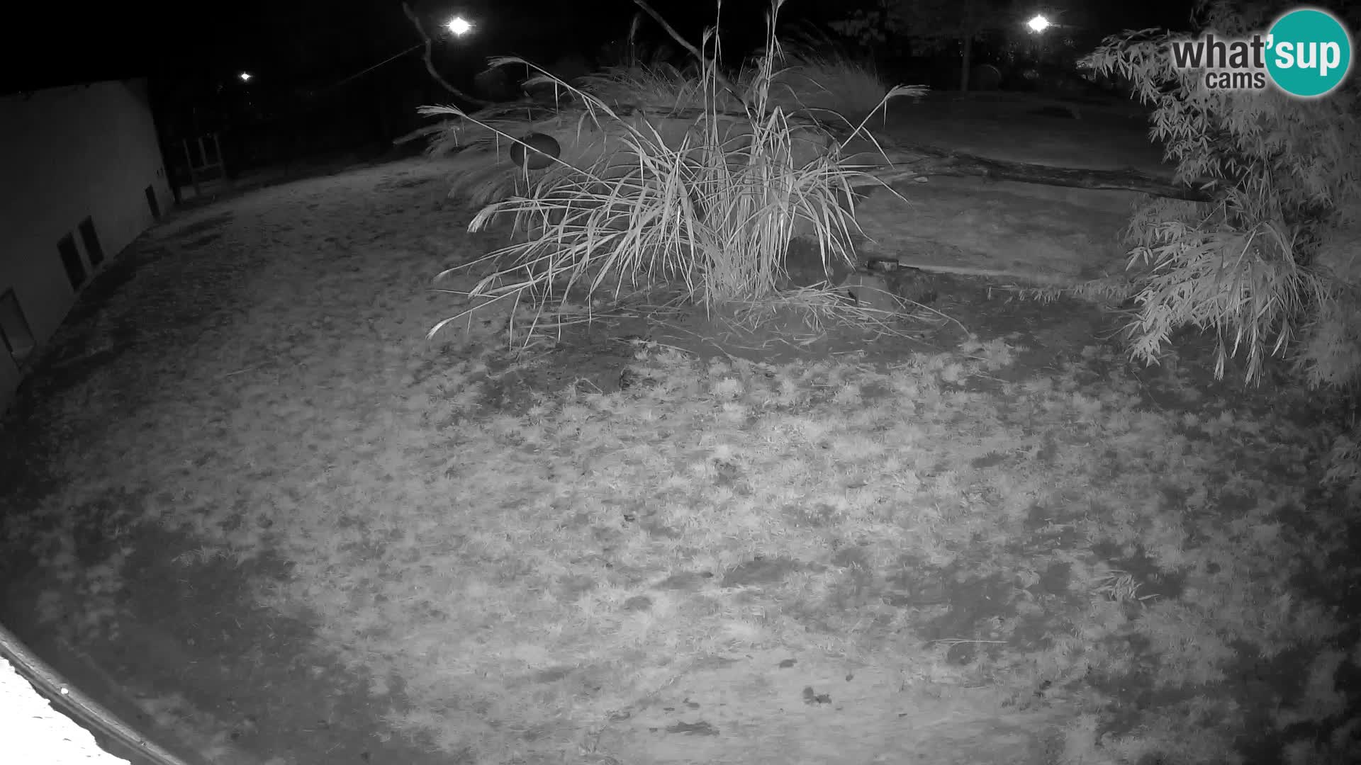 LEON Webcam en vivo en Ljubljana Zoo – Eslovenia