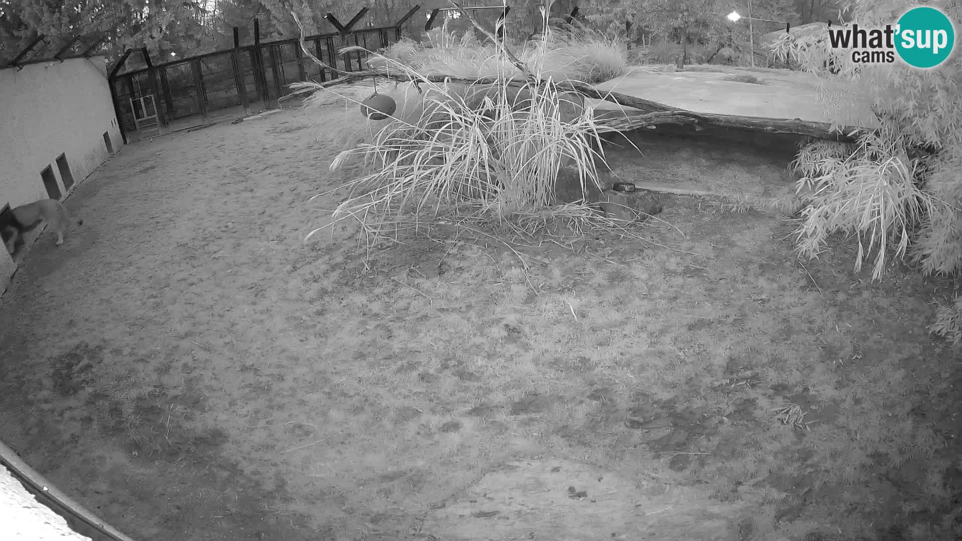 Löwe live Webcam im Zoo von Ljubljana – Slowenien