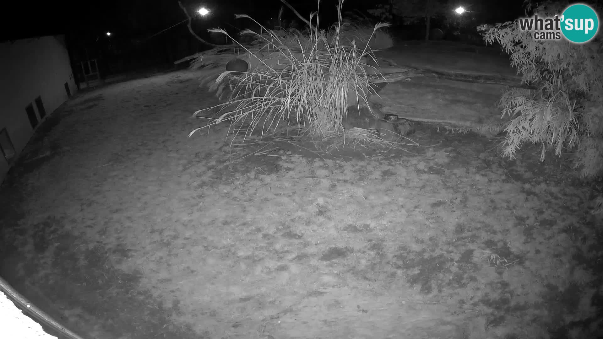 Löwe live Webcam im Zoo von Ljubljana – Slowenien