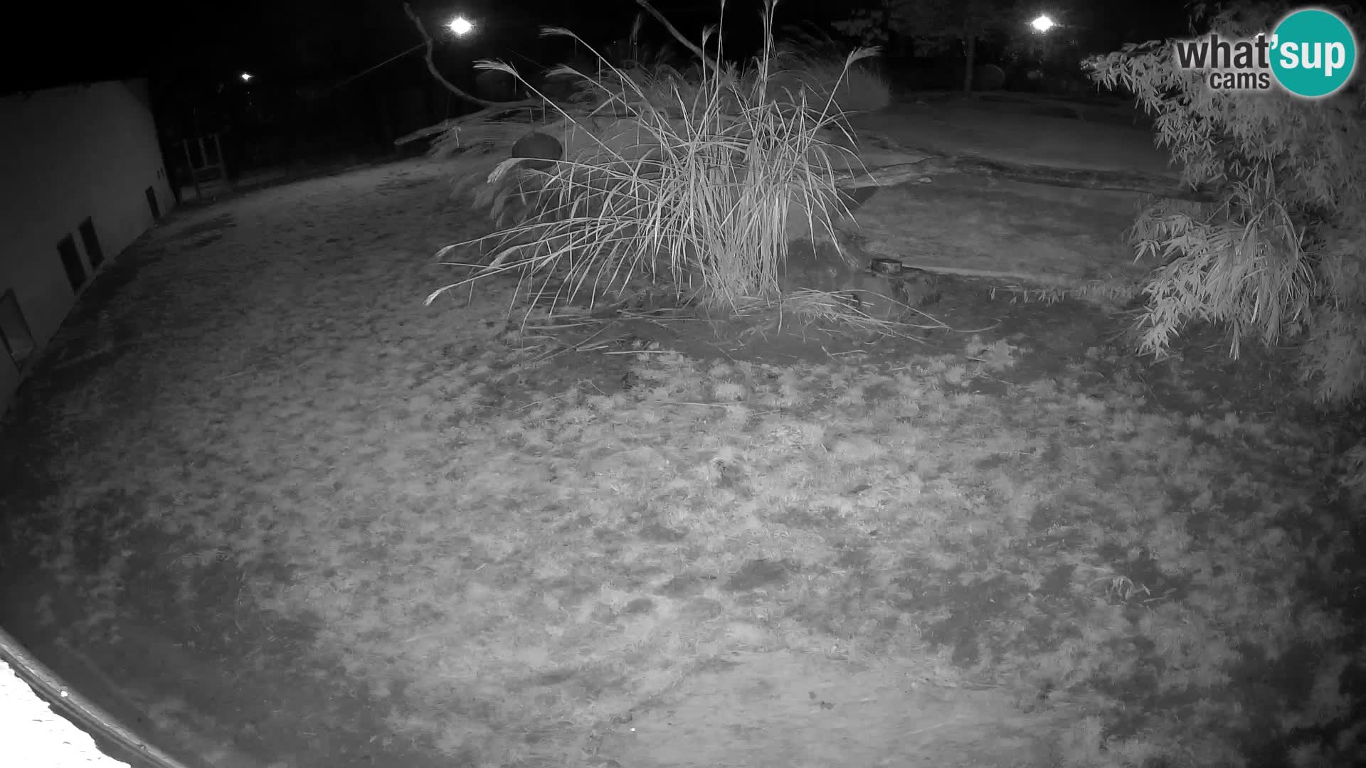 Löwe live Webcam im Zoo von Ljubljana – Slowenien