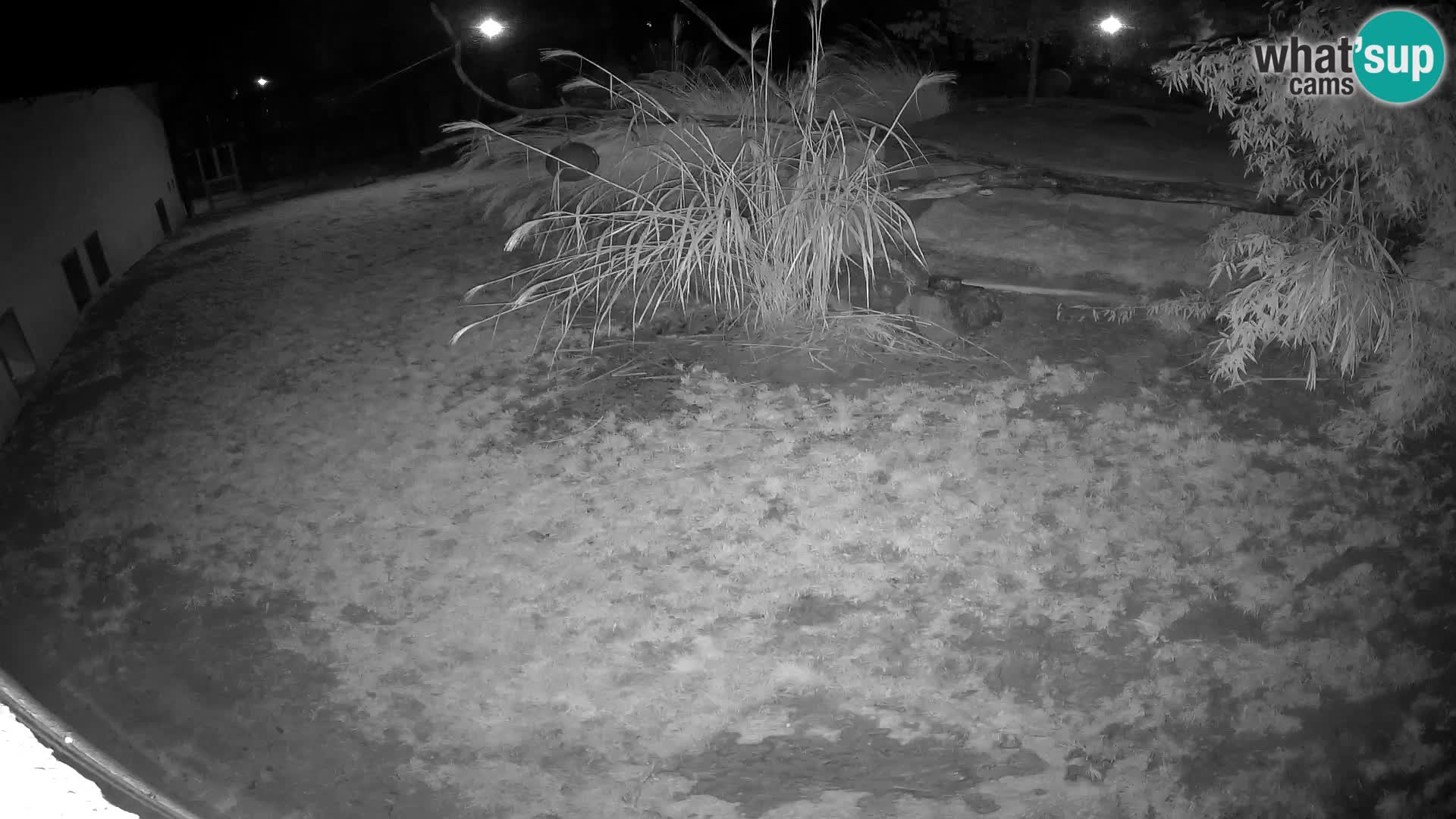 LEONE live Webcam nello zoo di Lubiana – Slovenia