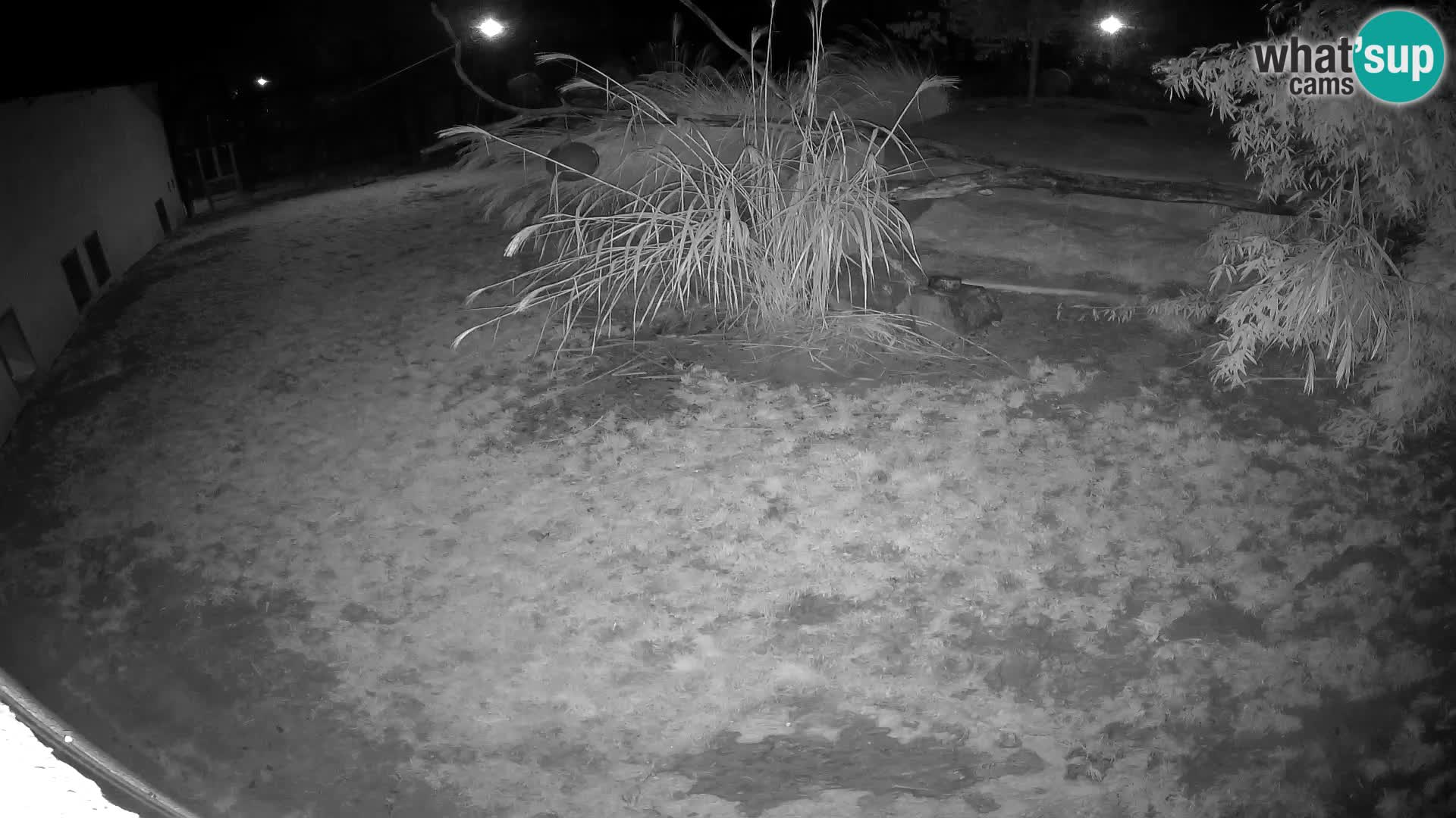 Lavovi web kamera uživo u ljubljanskom zoološkom vrtu – Slovenija