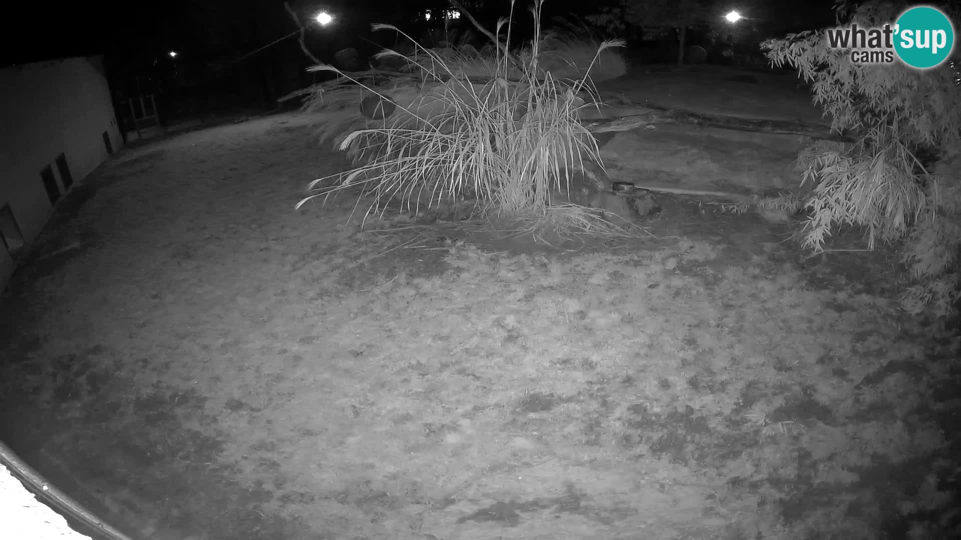 LION live Webcam in Ljubljana Zoo – Slovenia