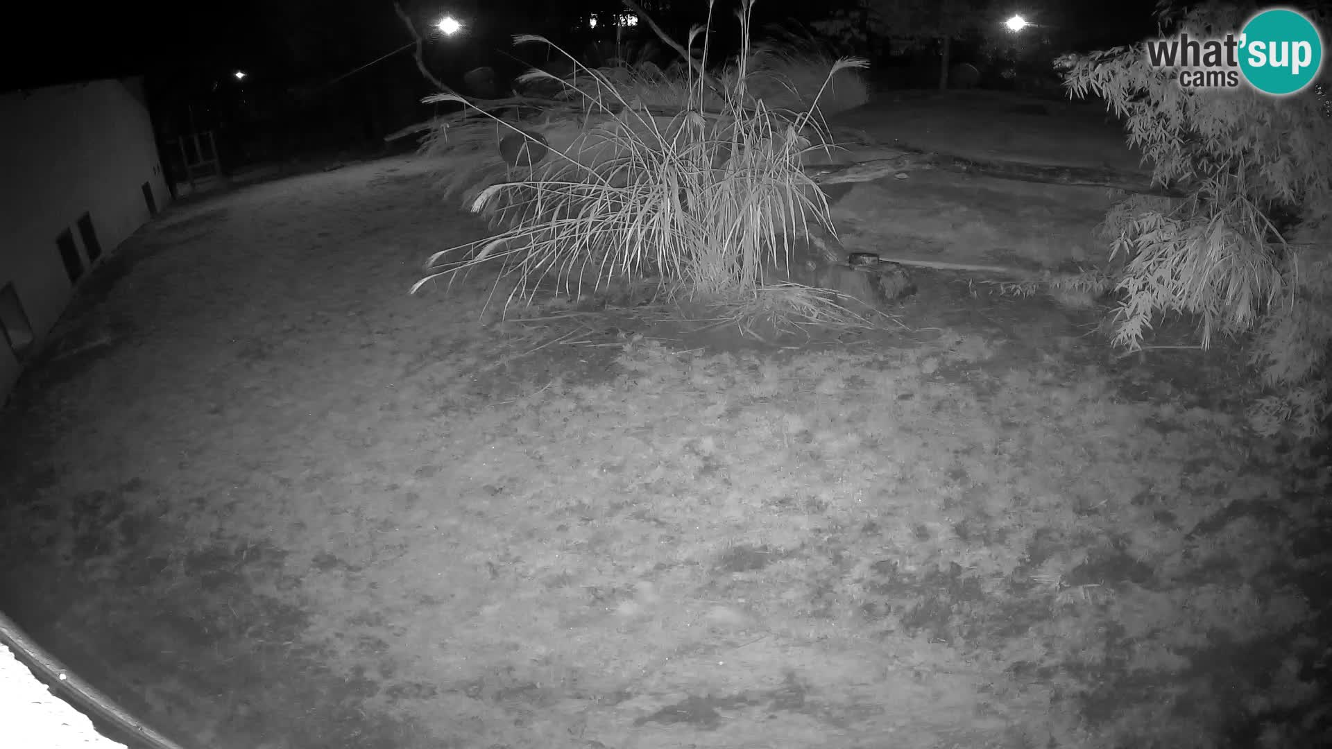 LION live Webcam in Ljubljana Zoo – Slovenia