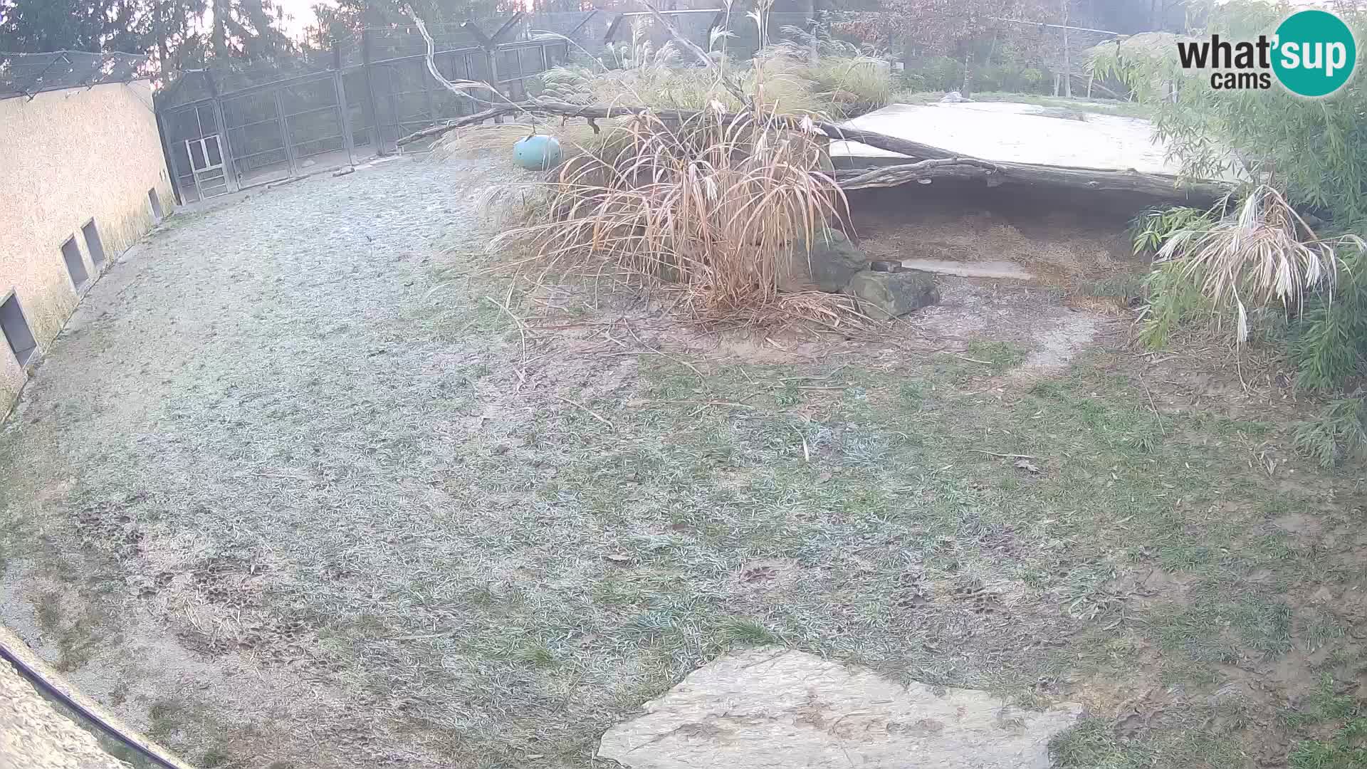 LION live Webcam in Ljubljana Zoo – Slovenia