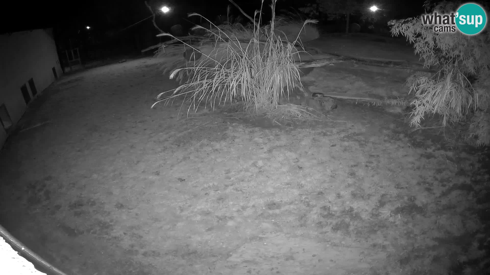 LION webcam en direct du zoo de Ljubljana – Slovénie