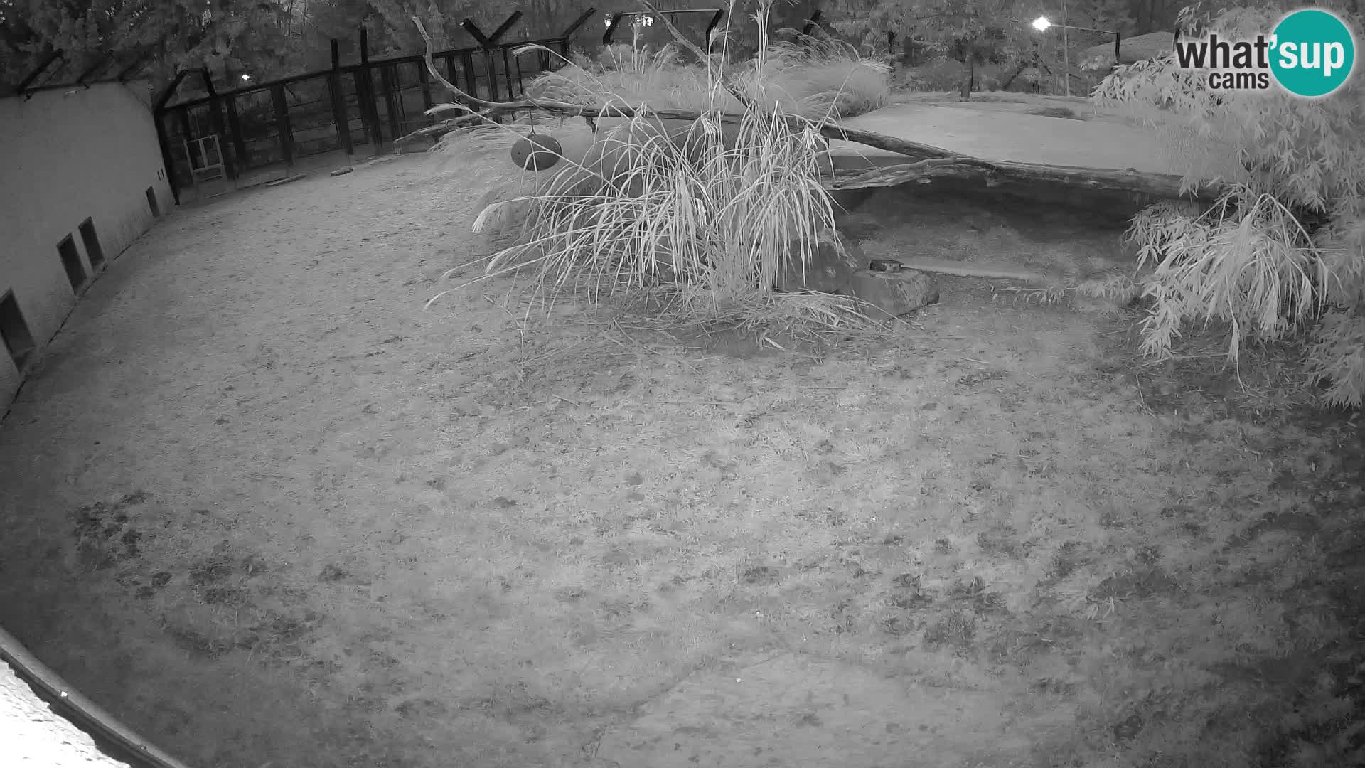 Lavovi web kamera uživo u ljubljanskom zoološkom vrtu – Slovenija