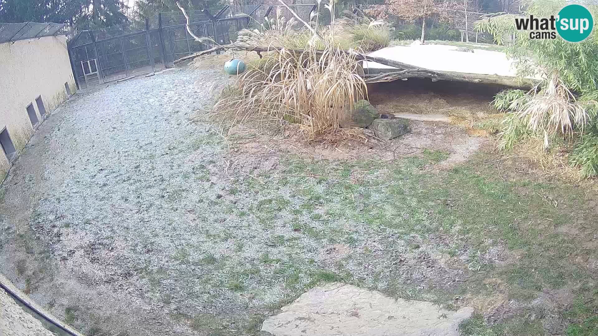 LION webcam en direct du zoo de Ljubljana – Slovénie