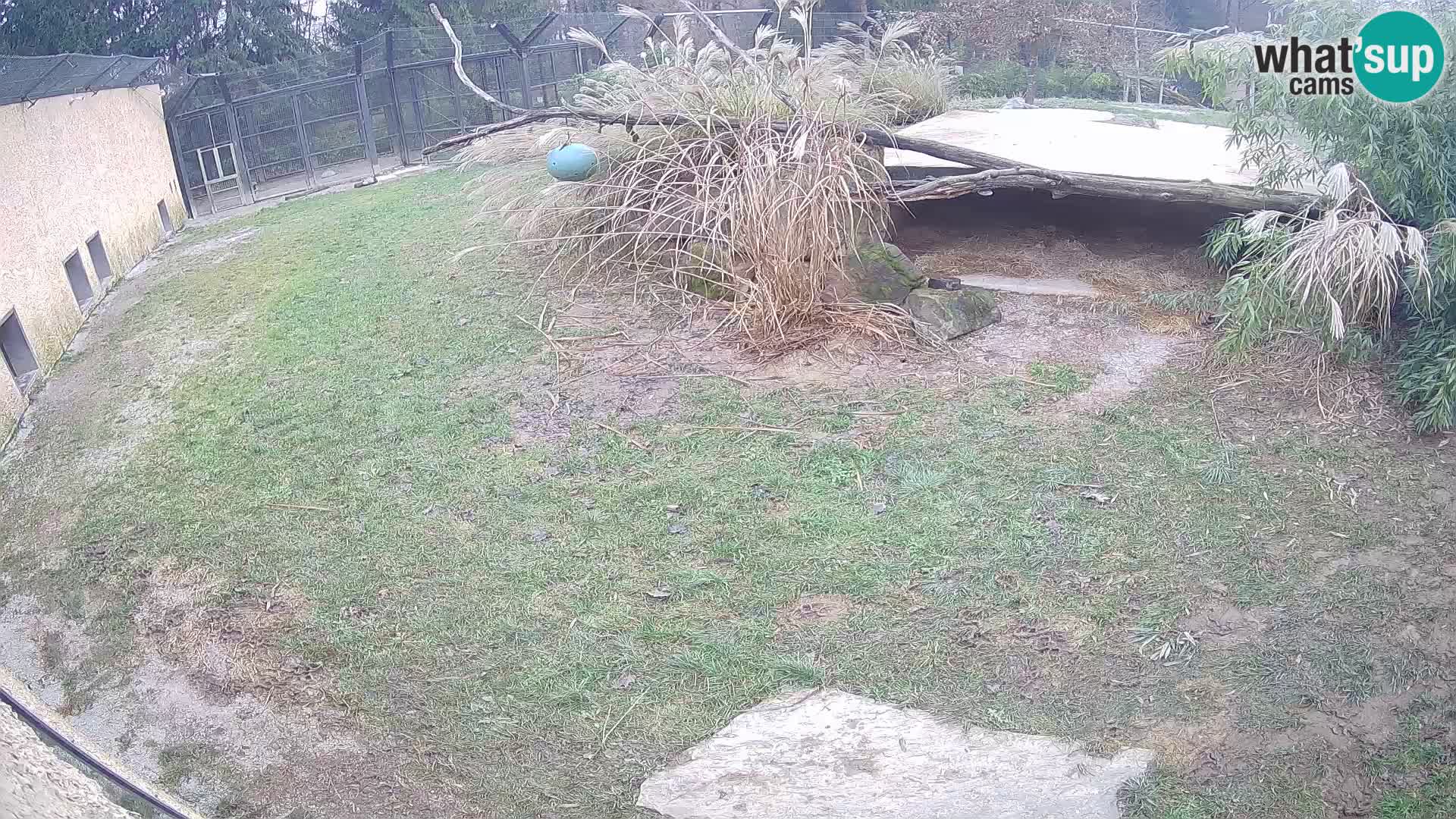 LEONE live Webcam nello zoo di Lubiana – Slovenia