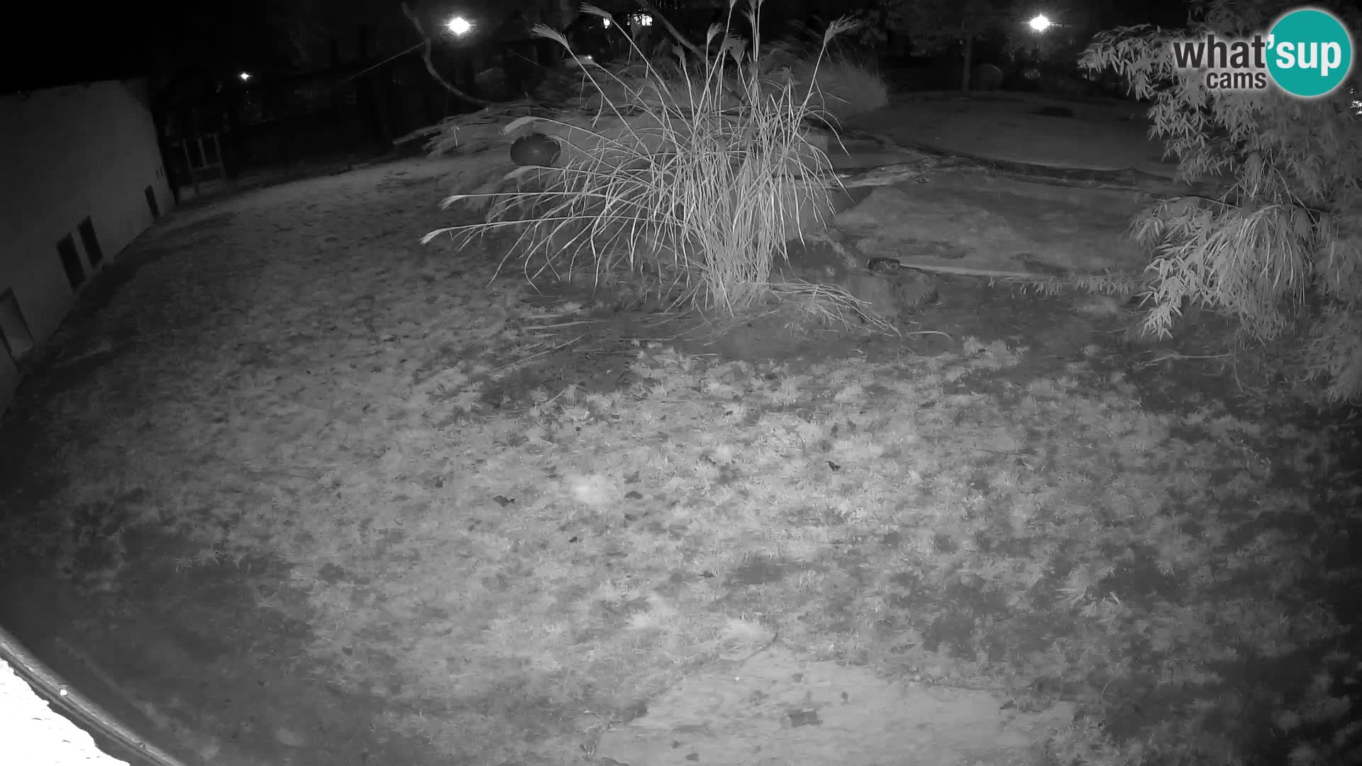 LEON Webcam en vivo en Ljubljana Zoo – Eslovenia