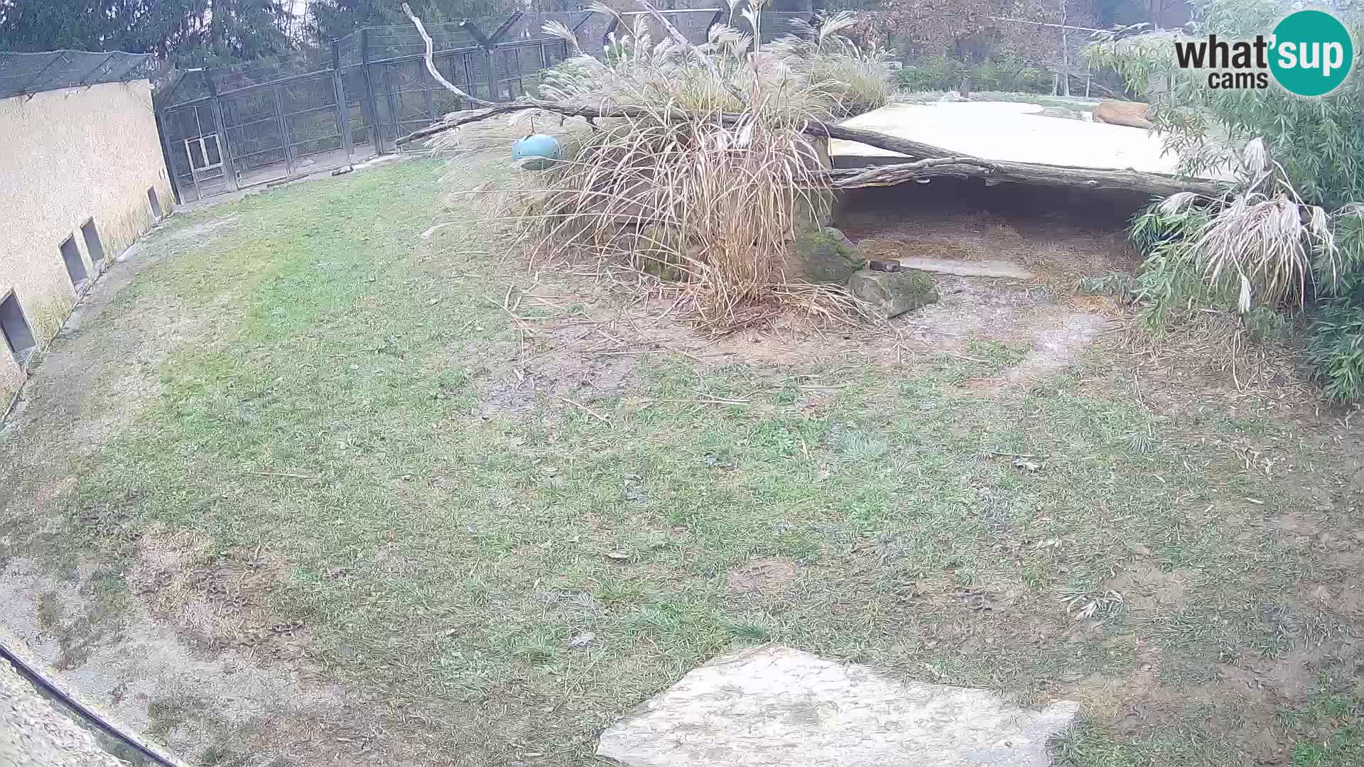 Löwe live Webcam im Zoo von Ljubljana – Slowenien