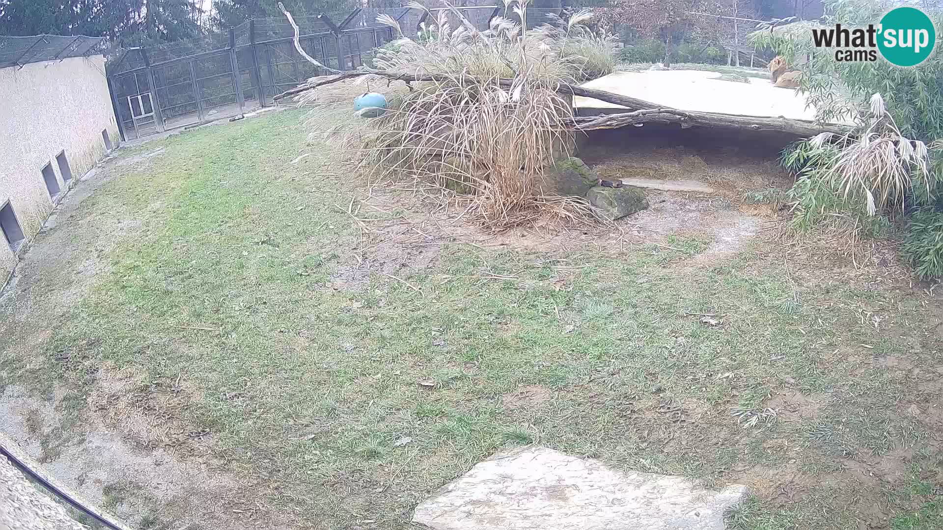 Löwe live Webcam im Zoo von Ljubljana – Slowenien