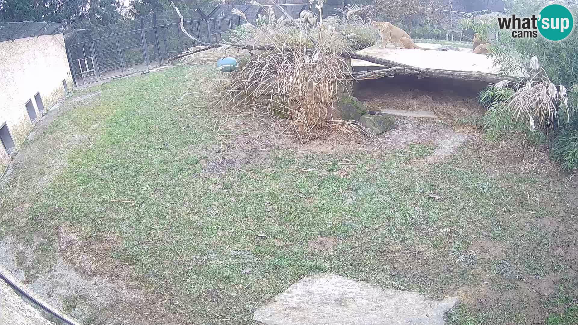 Löwe live Webcam im Zoo von Ljubljana – Slowenien