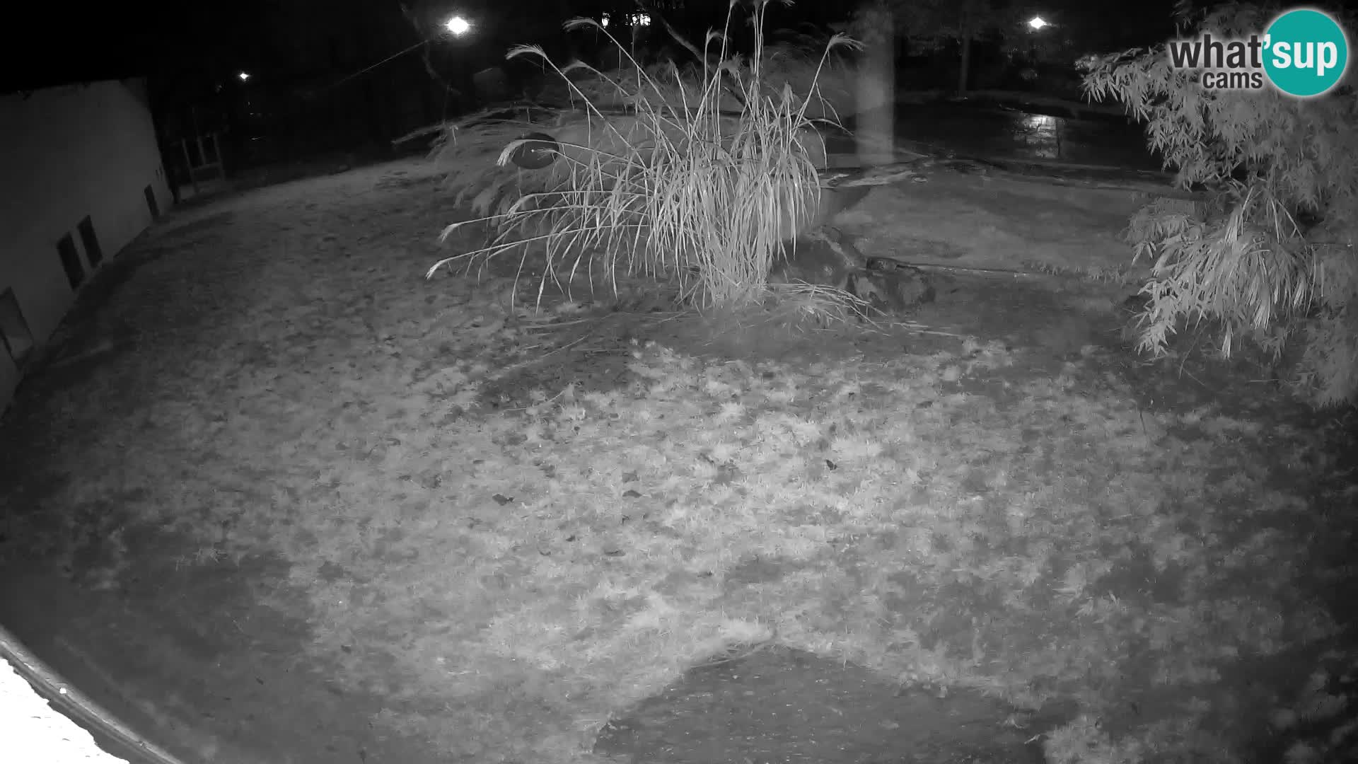 LION live Webcam in Ljubljana Zoo – Slovenia