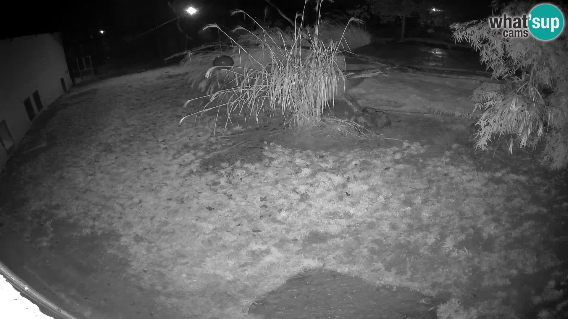 LION webcam en direct du zoo de Ljubljana – Slovénie