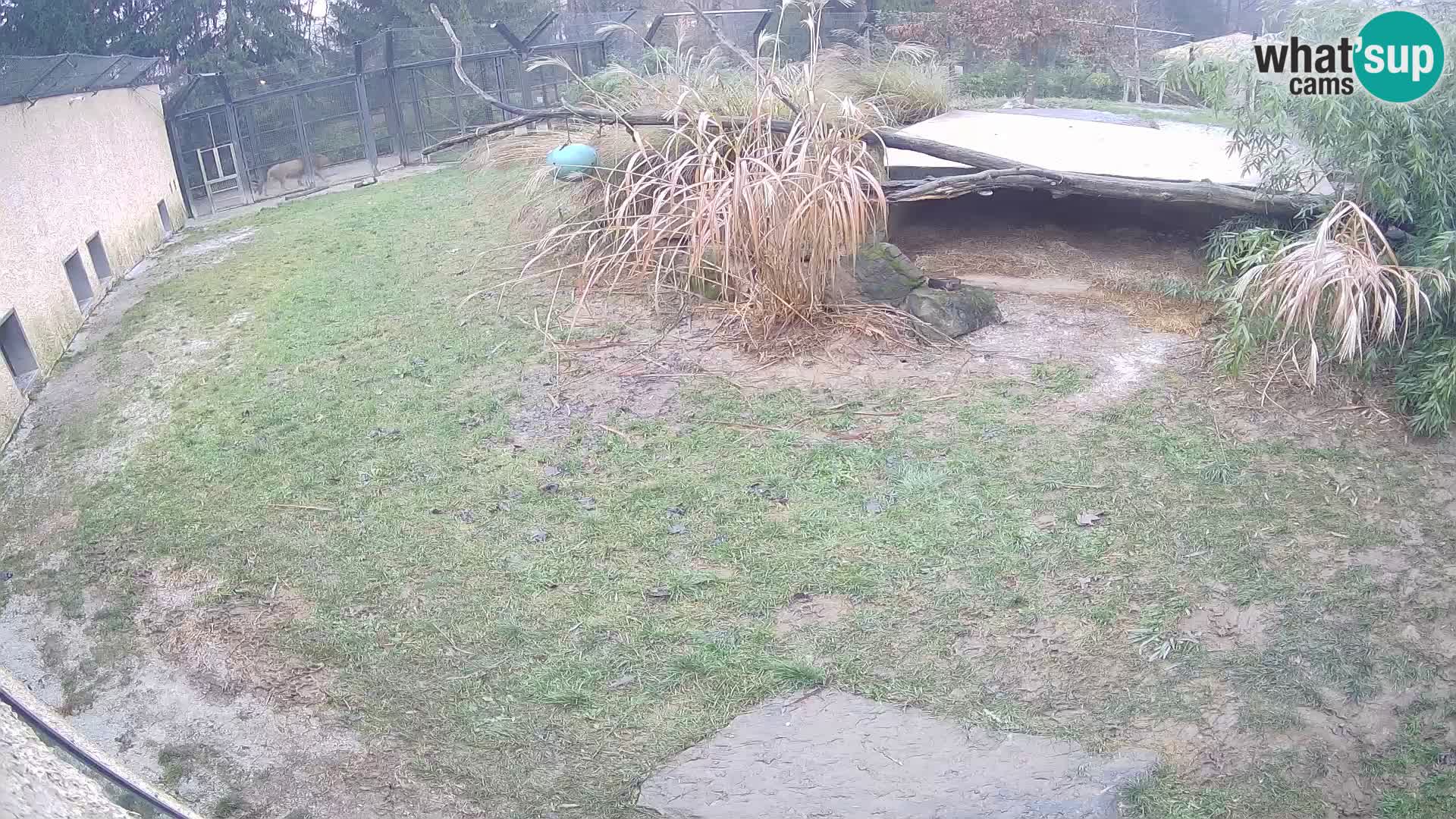 Lavovi web kamera uživo u ljubljanskom zoološkom vrtu – Slovenija