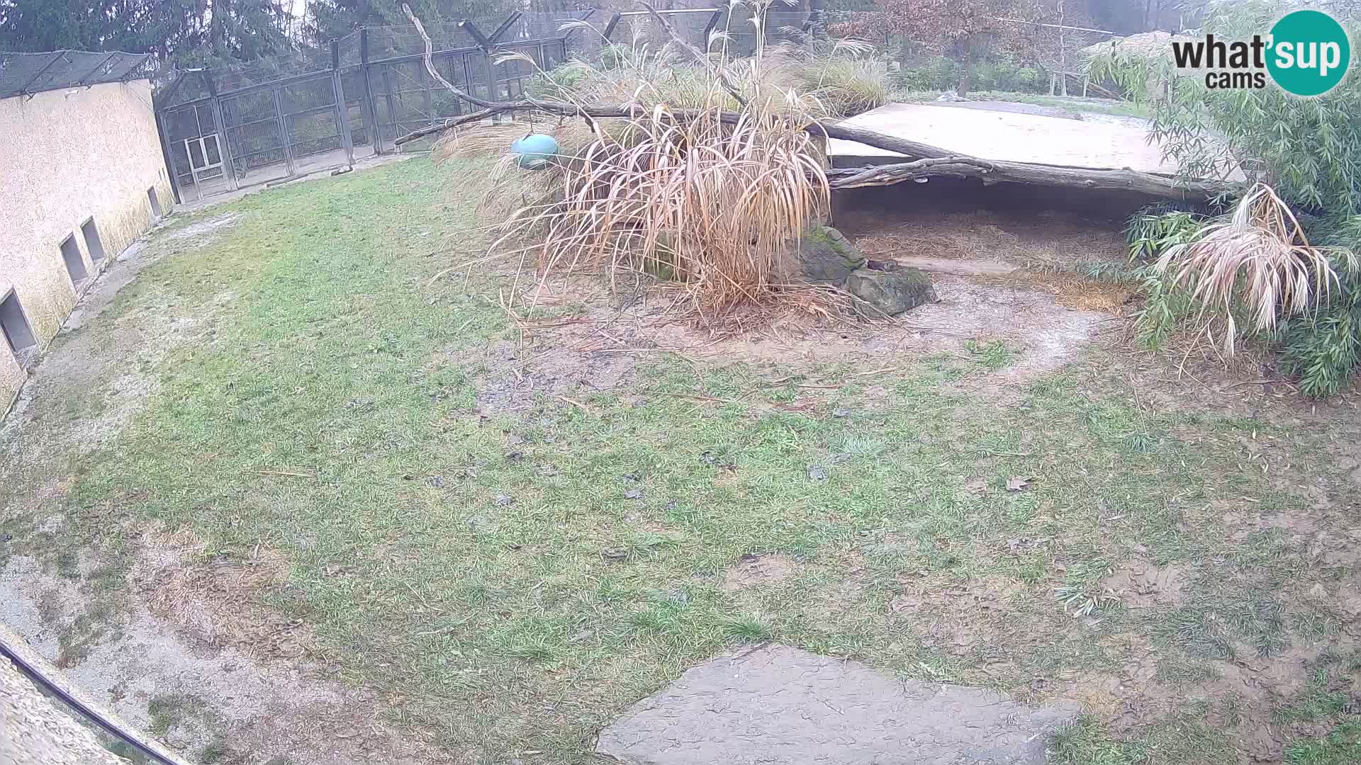 LEONE live Webcam nello zoo di Lubiana – Slovenia