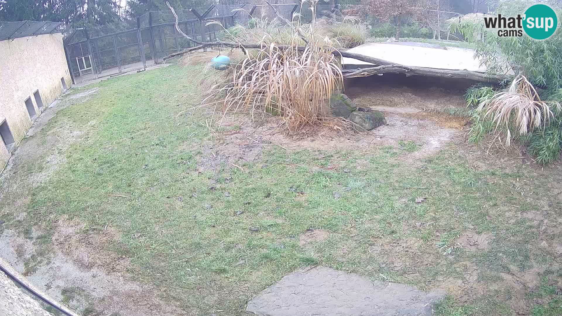 LEONE live Webcam nello zoo di Lubiana – Slovenia