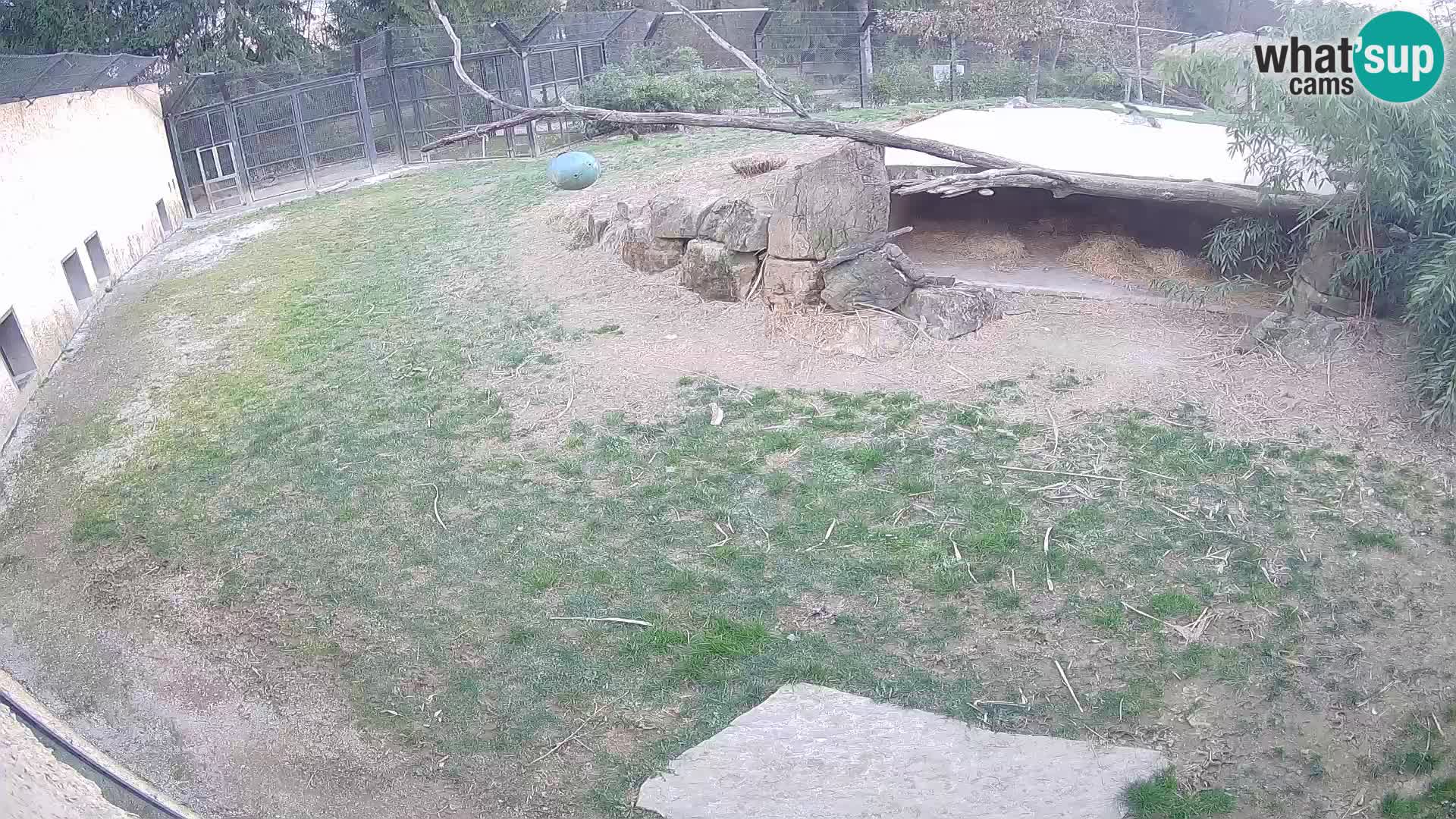 LEVI spletna kamera v živalskem vrtu Ljubljana Zoo