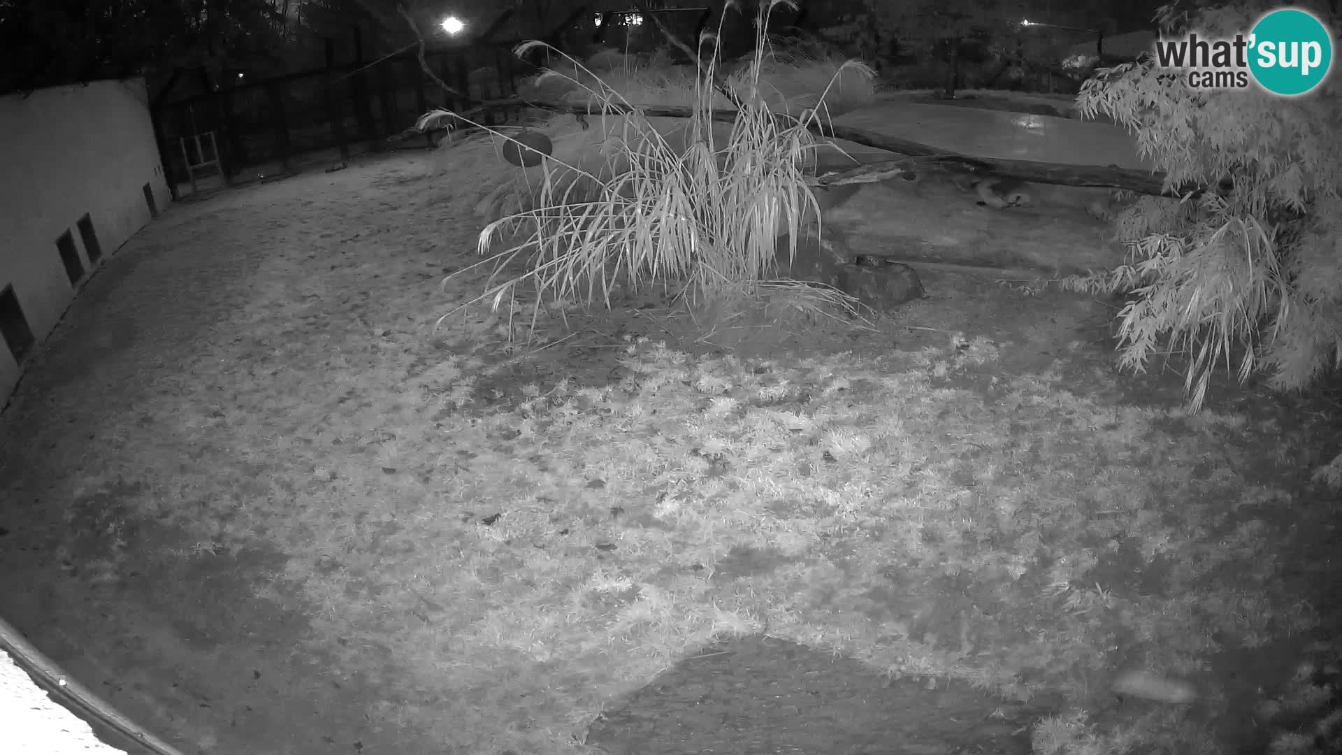 LION live Webcam in Ljubljana Zoo – Slovenia