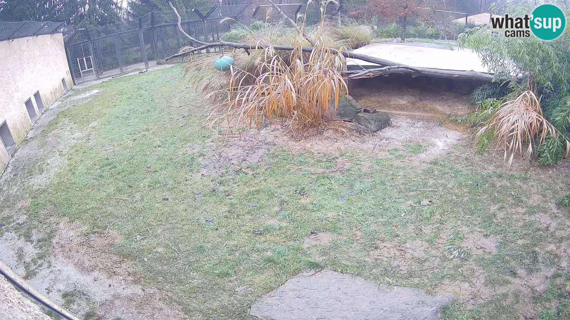 LION live Webcam in Ljubljana Zoo – Slovenia