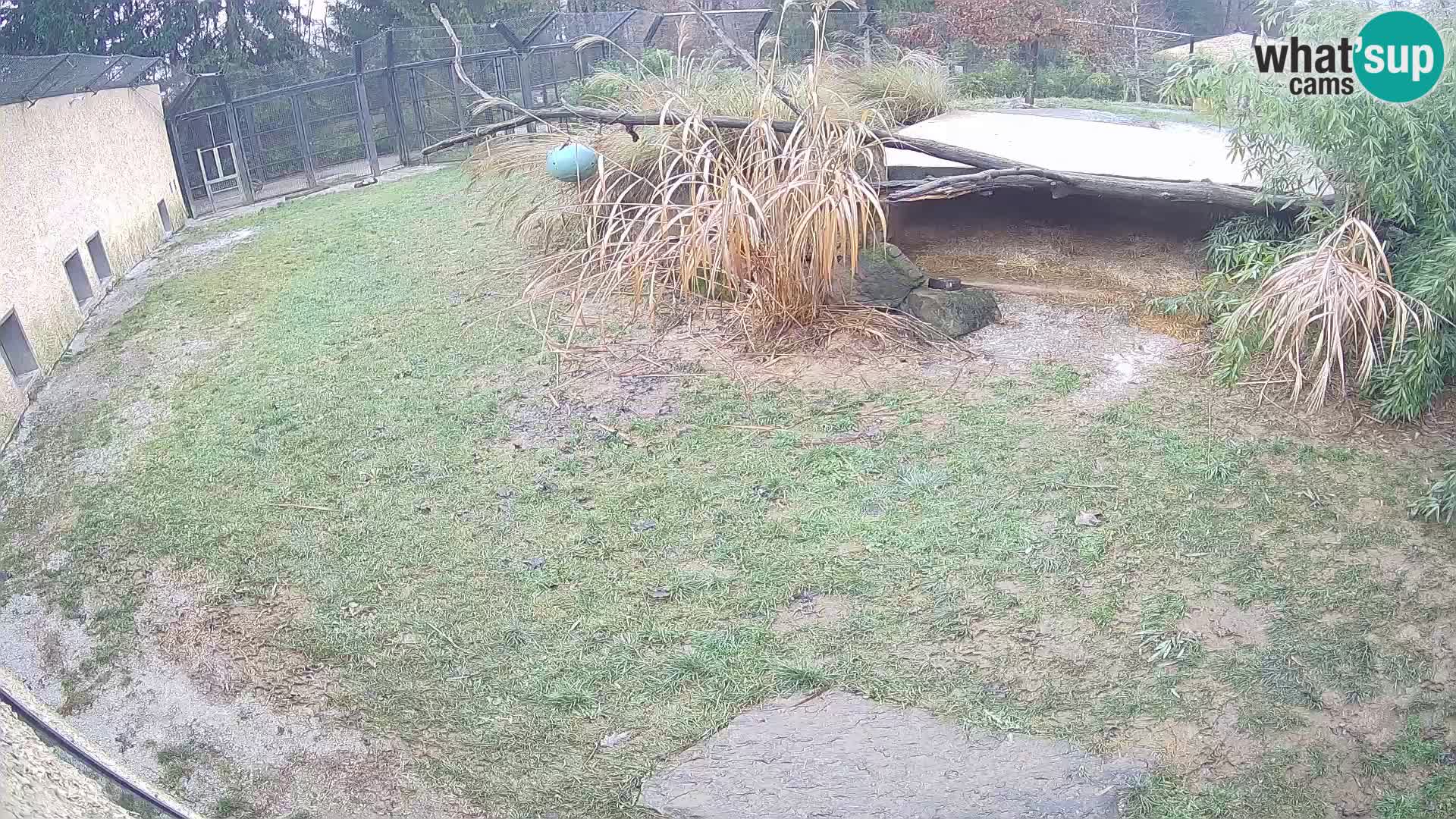LION live Webcam in Ljubljana Zoo – Slovenia