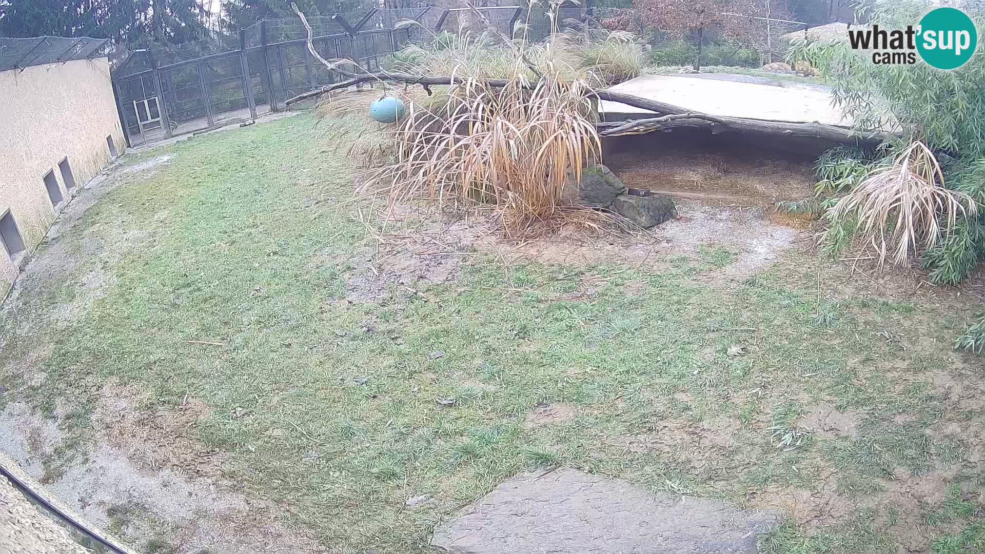 LEVI spletna kamera v živalskem vrtu Ljubljana Zoo