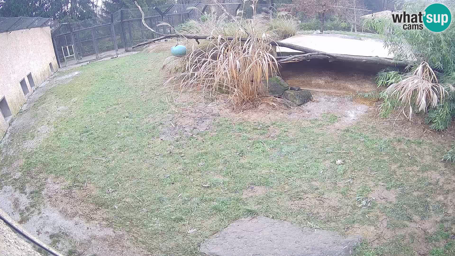 Löwe live Webcam im Zoo von Ljubljana – Slowenien