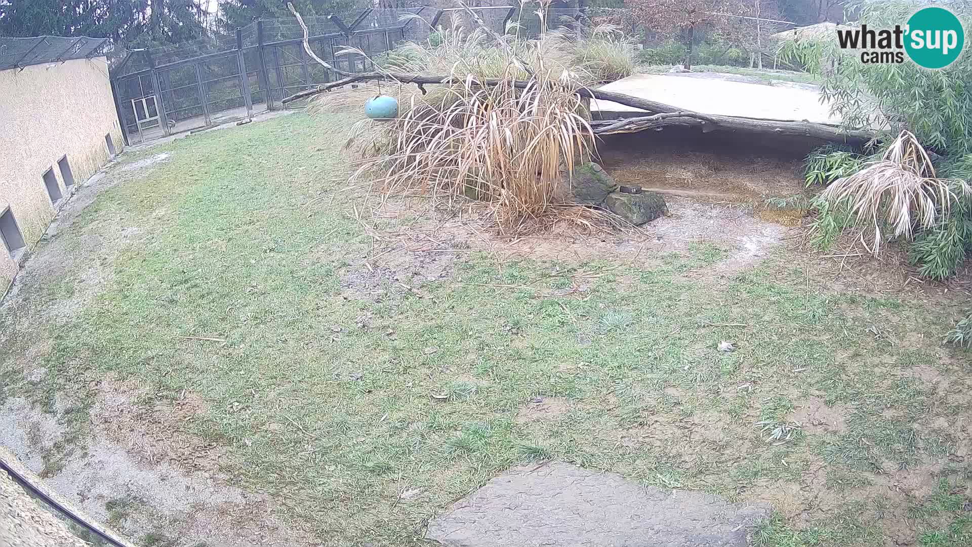 LEONE live Webcam nello zoo di Lubiana – Slovenia