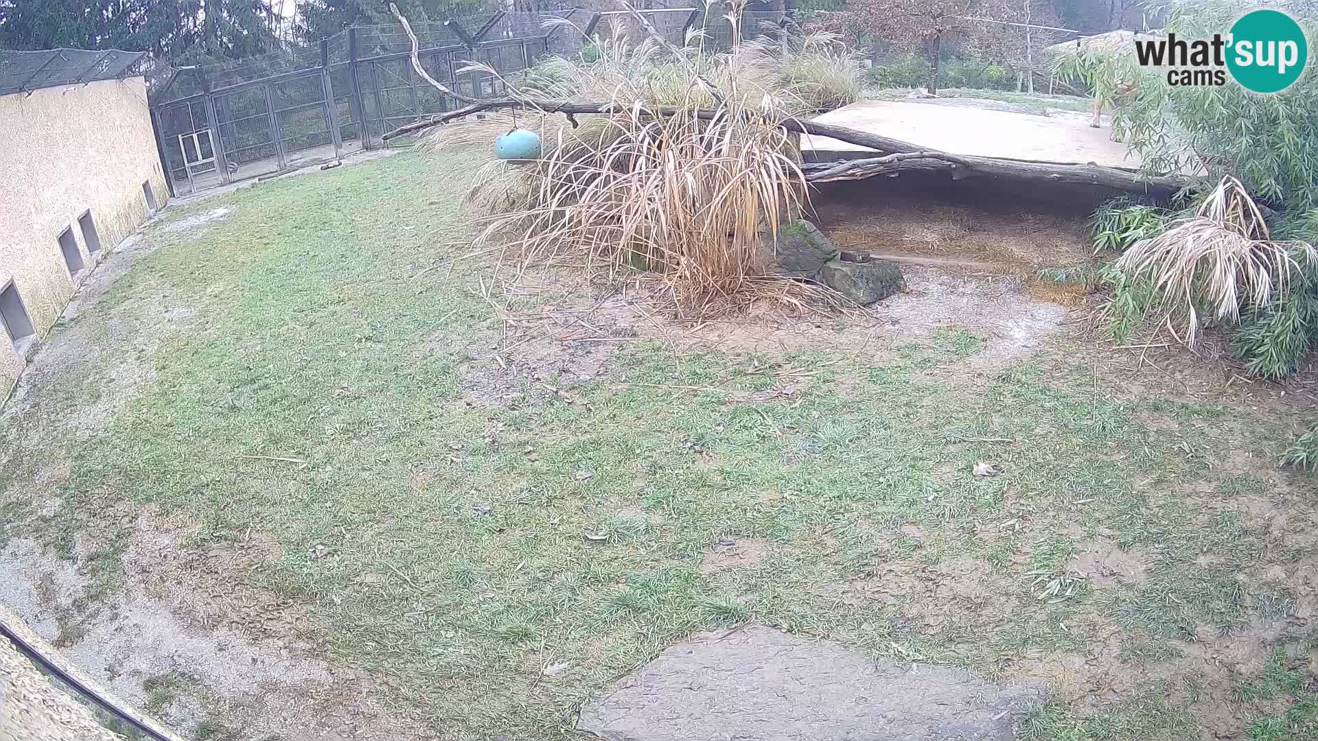 LEONE live Webcam nello zoo di Lubiana – Slovenia