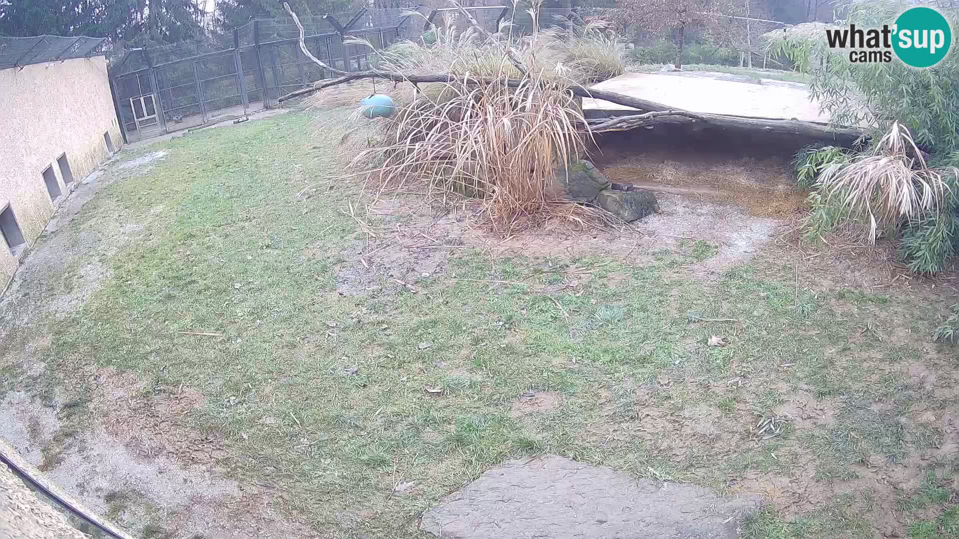 LEVI spletna kamera v živalskem vrtu Ljubljana Zoo