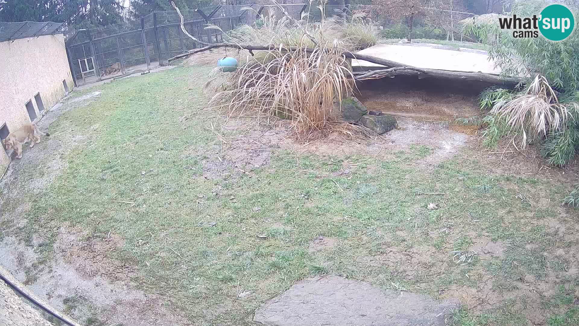 LION live Webcam in Ljubljana Zoo – Slovenia