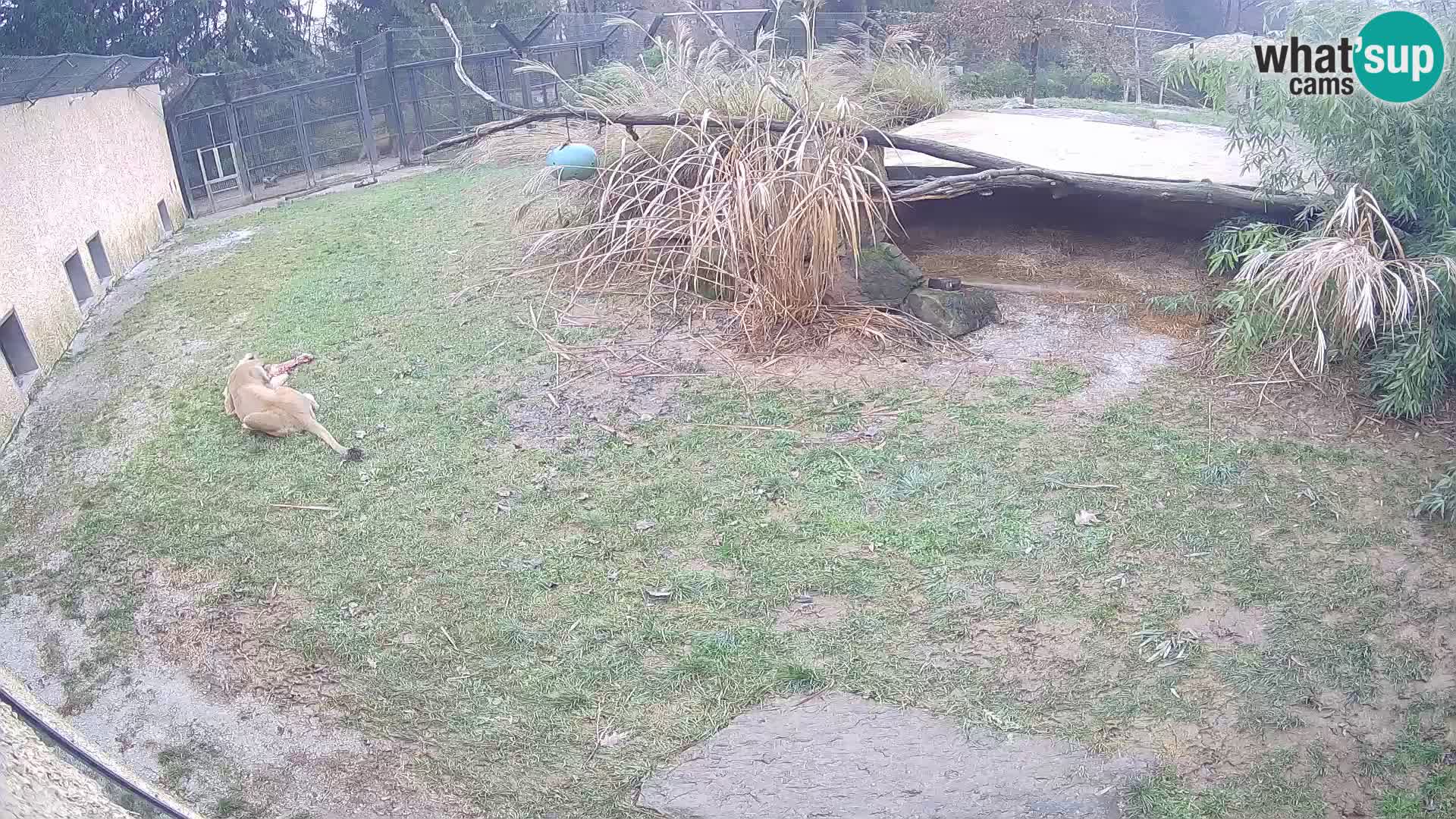 LEON Webcam en vivo en Ljubljana Zoo – Eslovenia