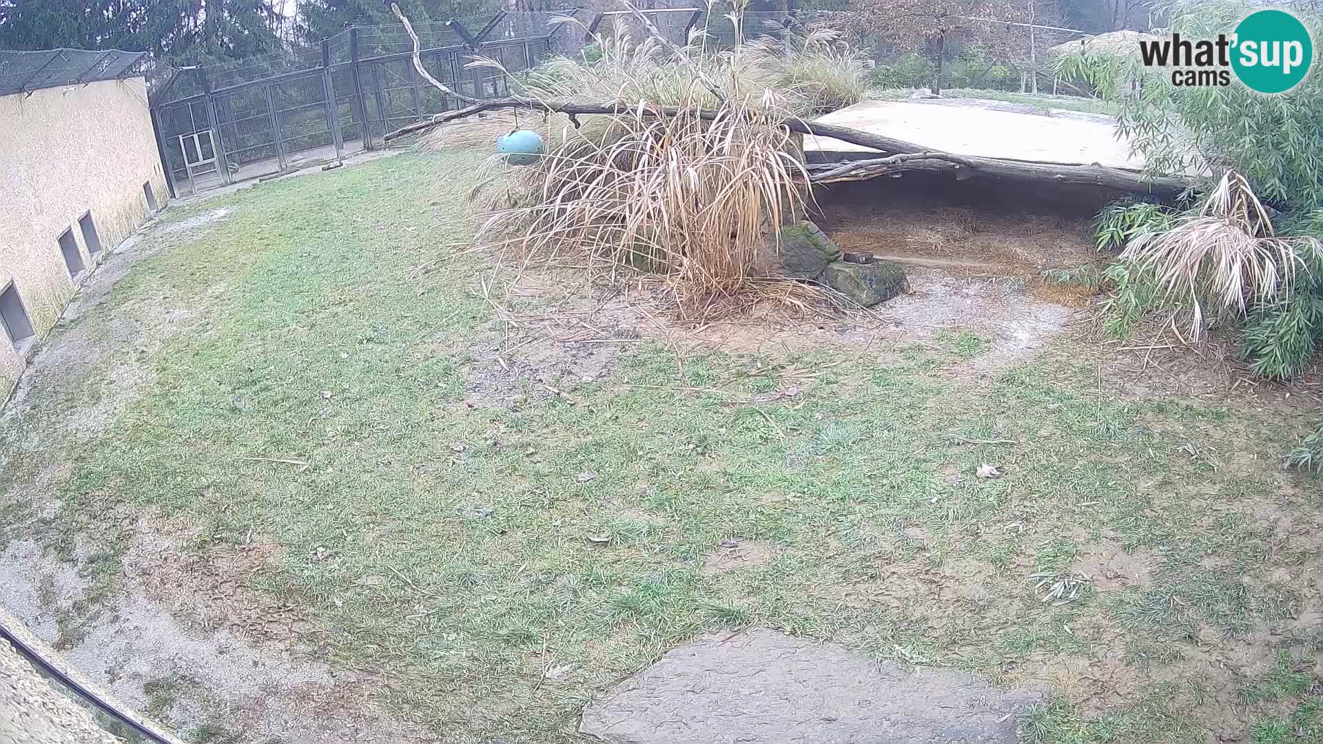 LEONE live Webcam nello zoo di Lubiana – Slovenia