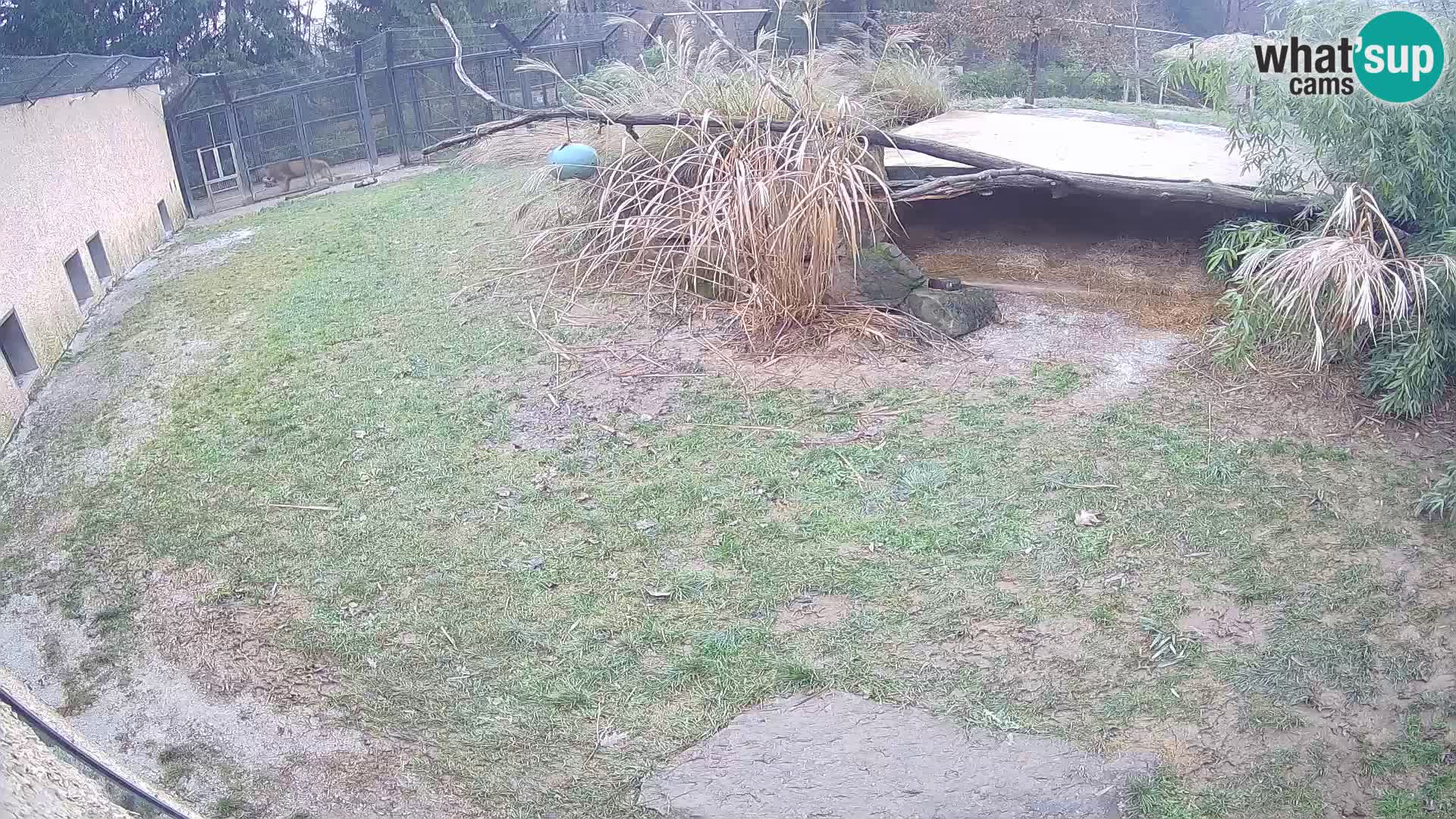 LEONE live Webcam nello zoo di Lubiana – Slovenia