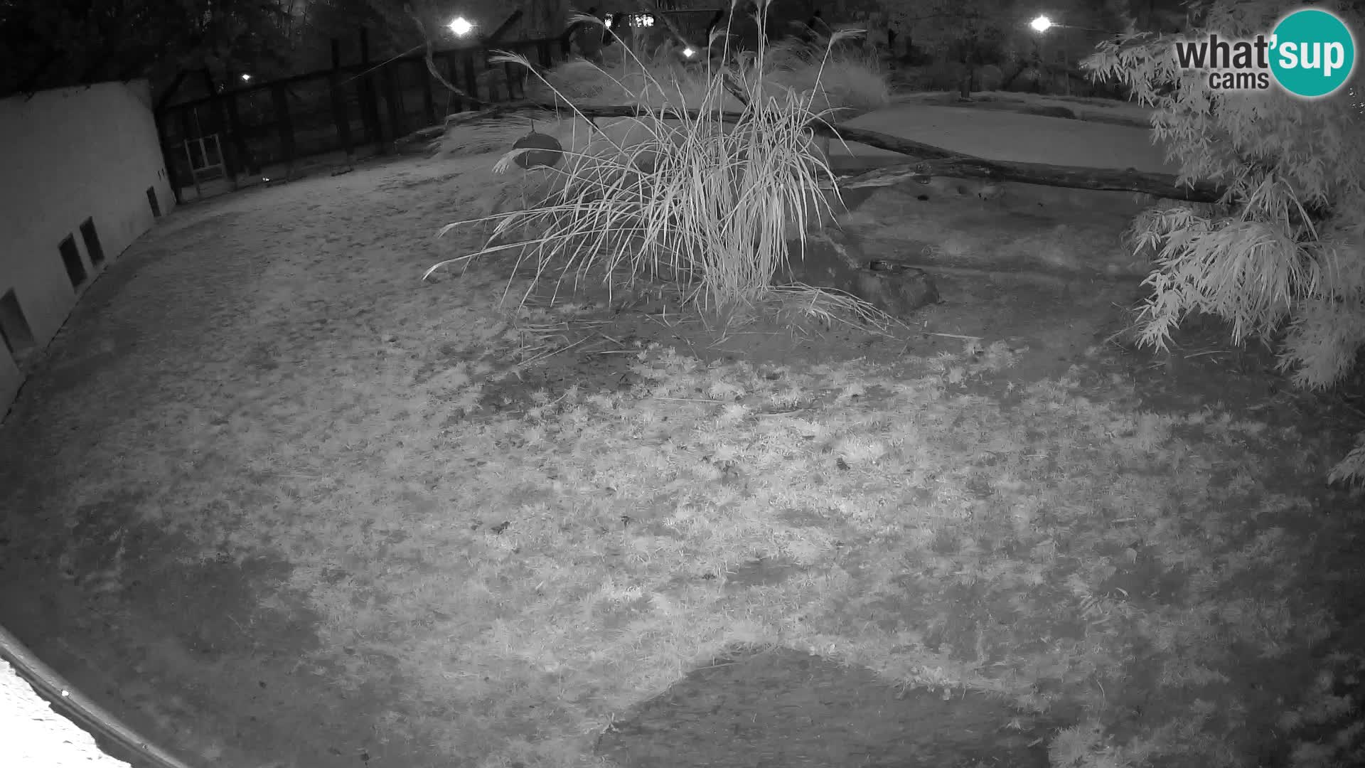 Löwe live Webcam im Zoo von Ljubljana – Slowenien