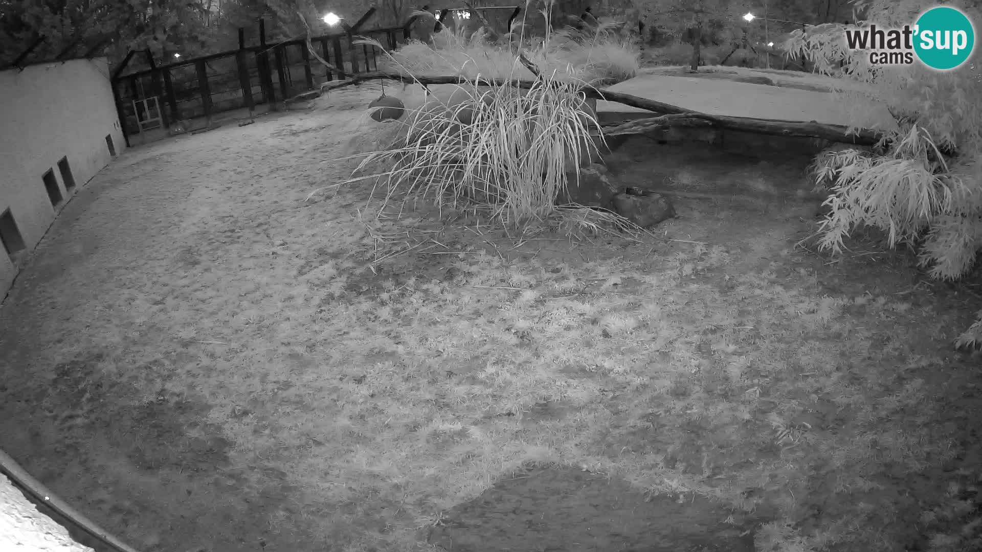 LEON Webcam en vivo en Ljubljana Zoo – Eslovenia